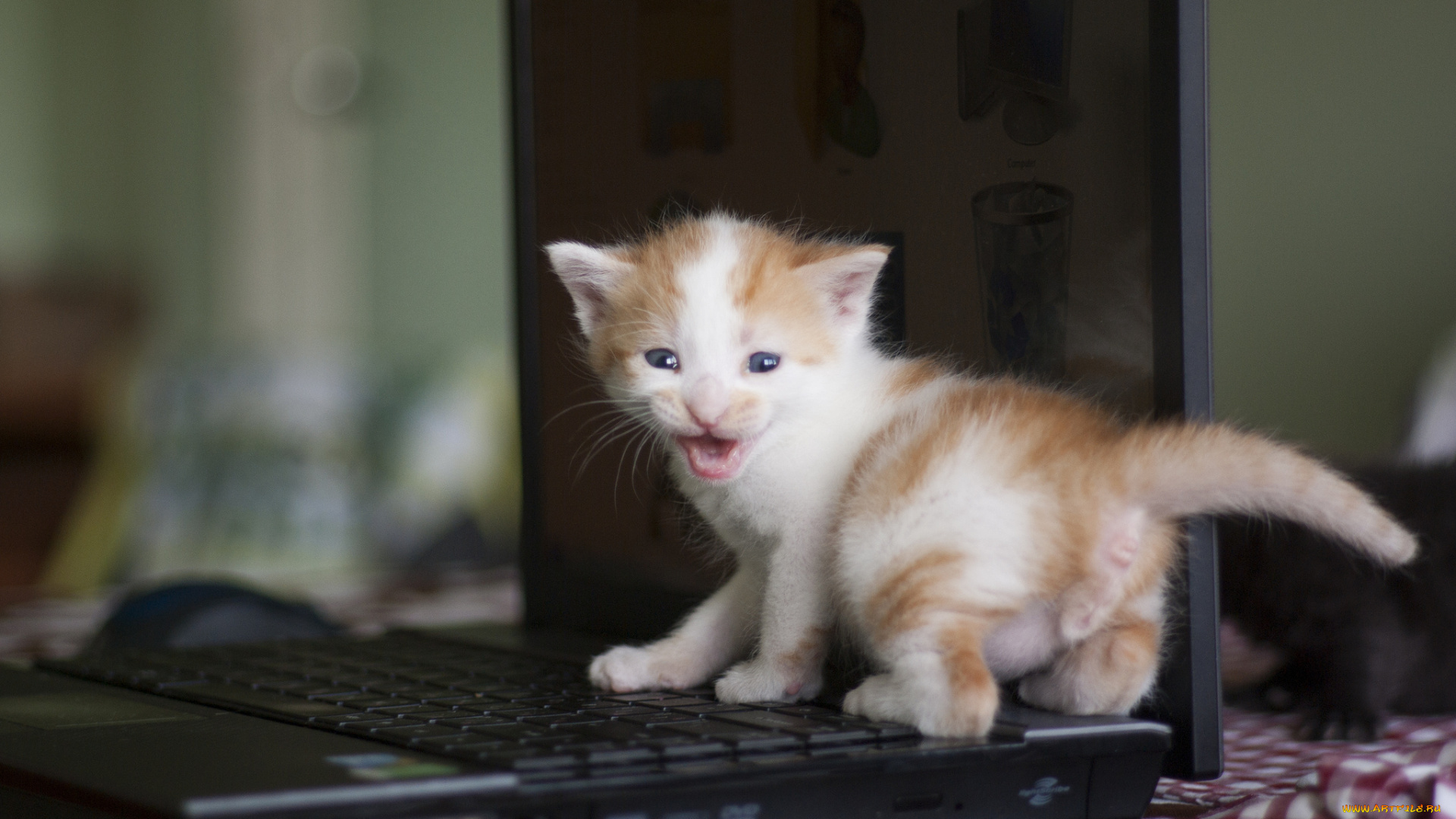 животные, коты, котёнок, малыш, лэптоп, ноутбук