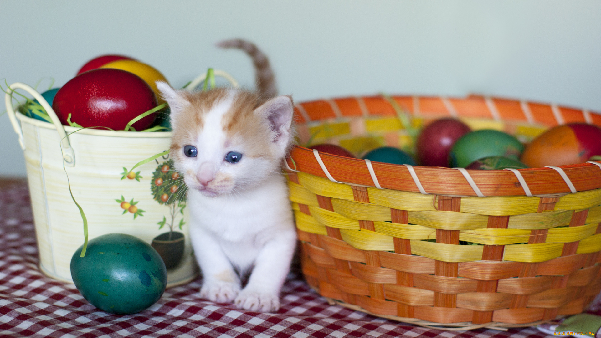 животные, коты, котёнок, яйца, крашенки, пасха