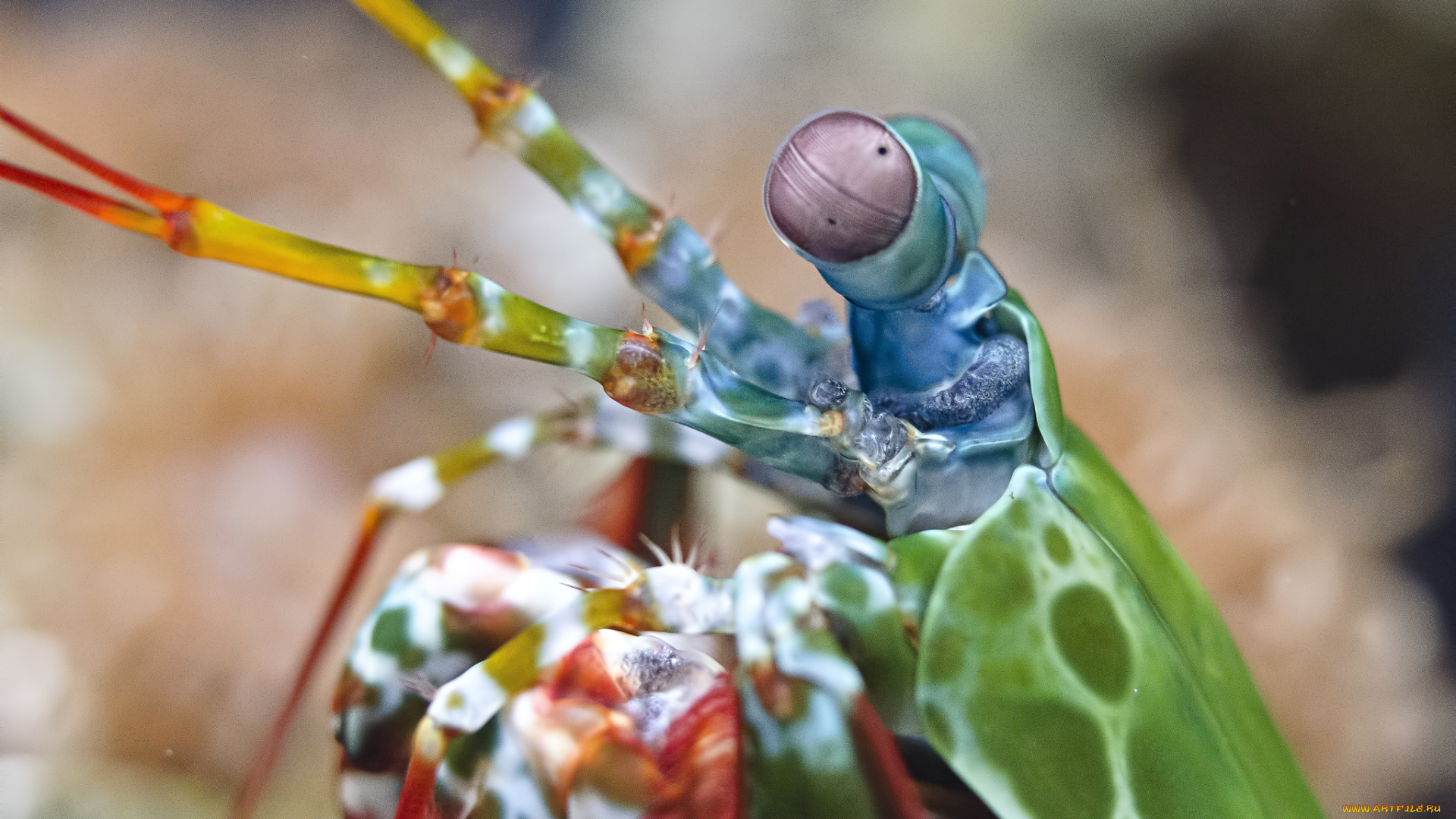 животные, крабы, раки, морской, рак-богомол