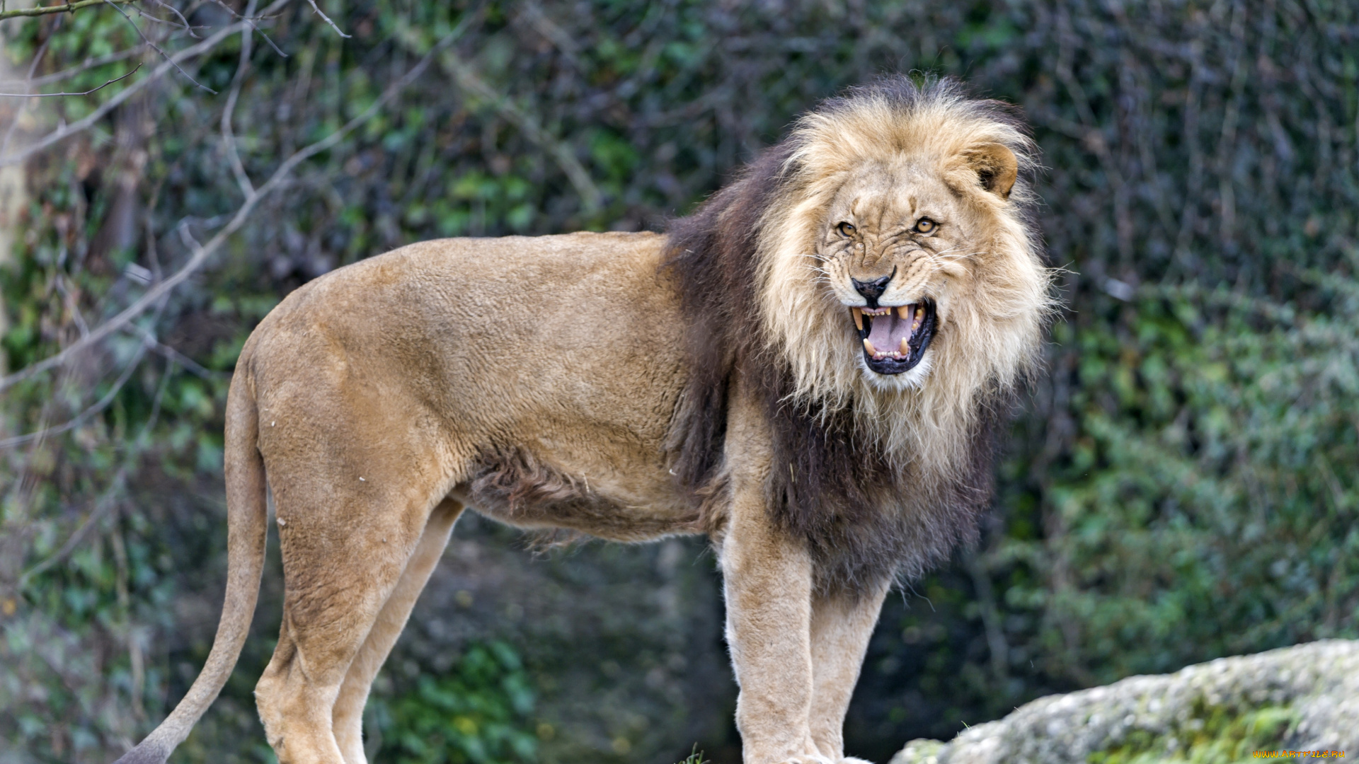 животные, львы, рык, царь, недовольство