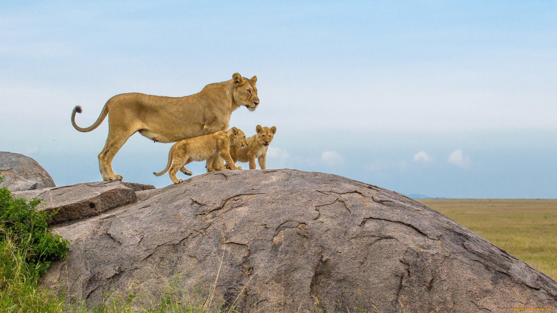 животные, львы, семья, малыши, мама