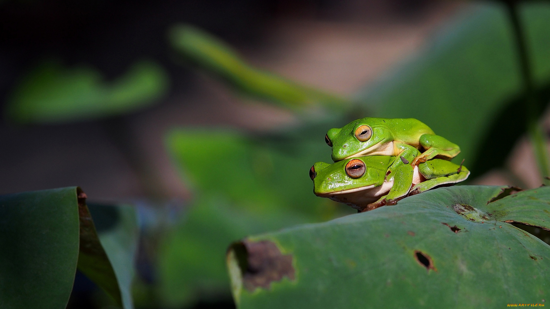 животные, лягушки, парочка, жабки