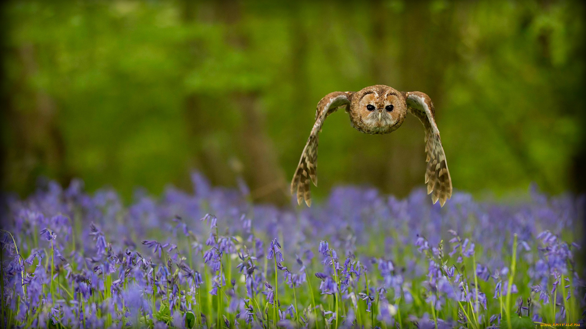 животные, совы, колокольчики, полет