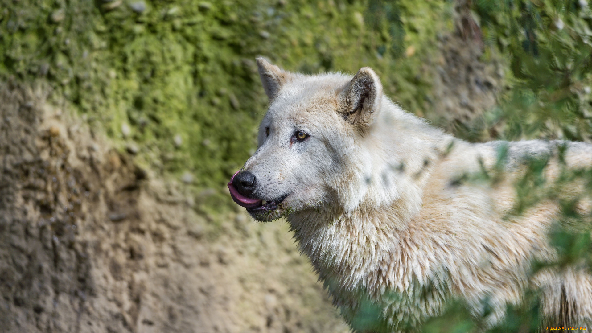 животные, волки, хищник, санитар