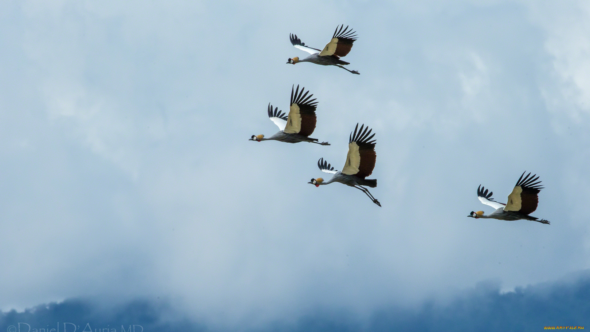 животные, журавли, полет, крылья, венценосные