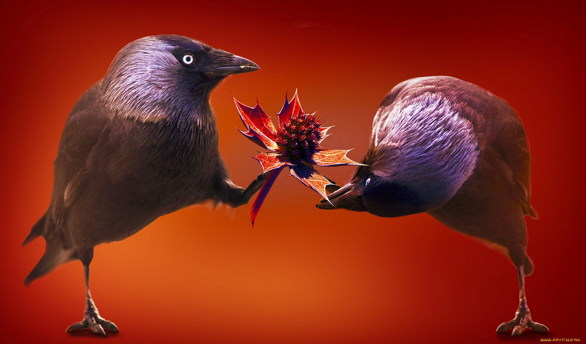 разное, компьютерный, дизайн, птицы