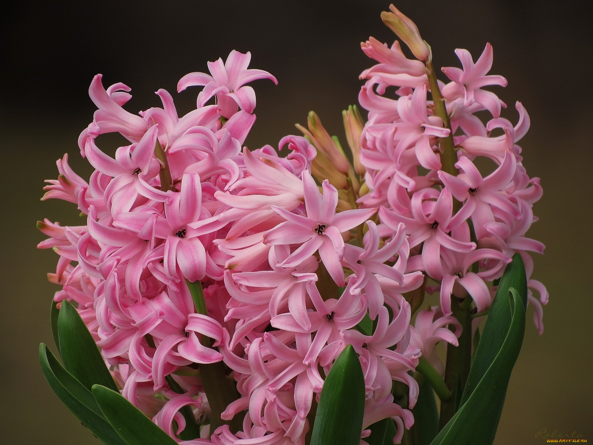 цветы, гиацинты, макро