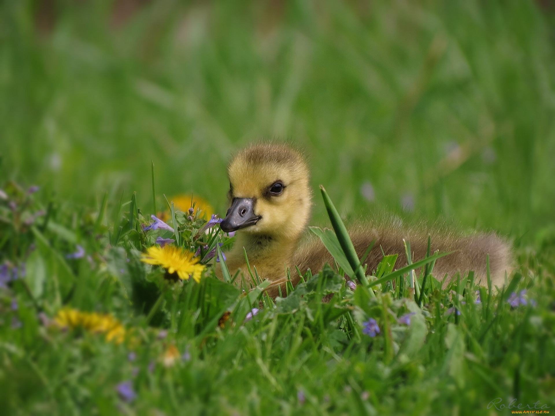 животные, гуси, гусёнок, птенец, одуванчик