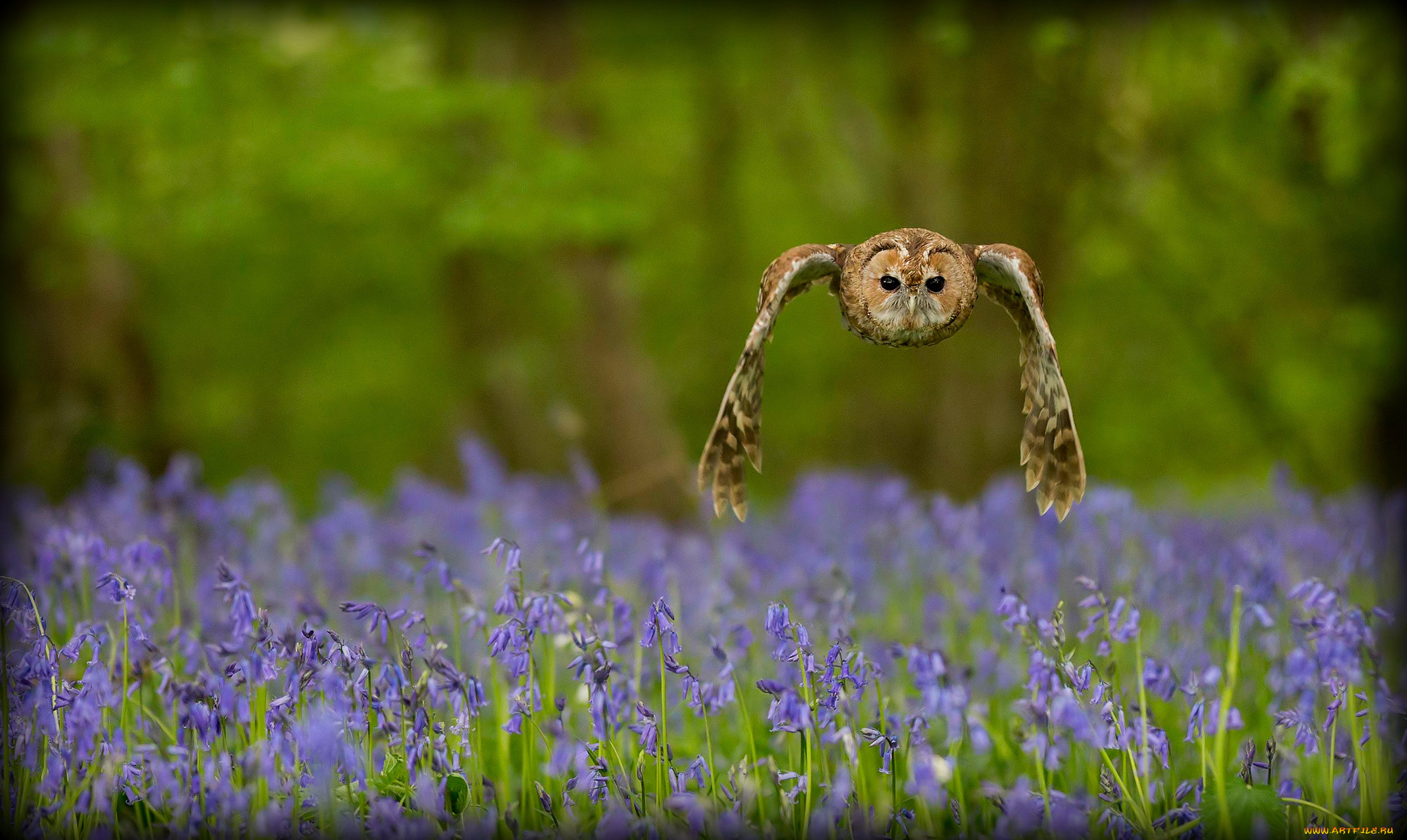 животные, совы, колокольчики, полет