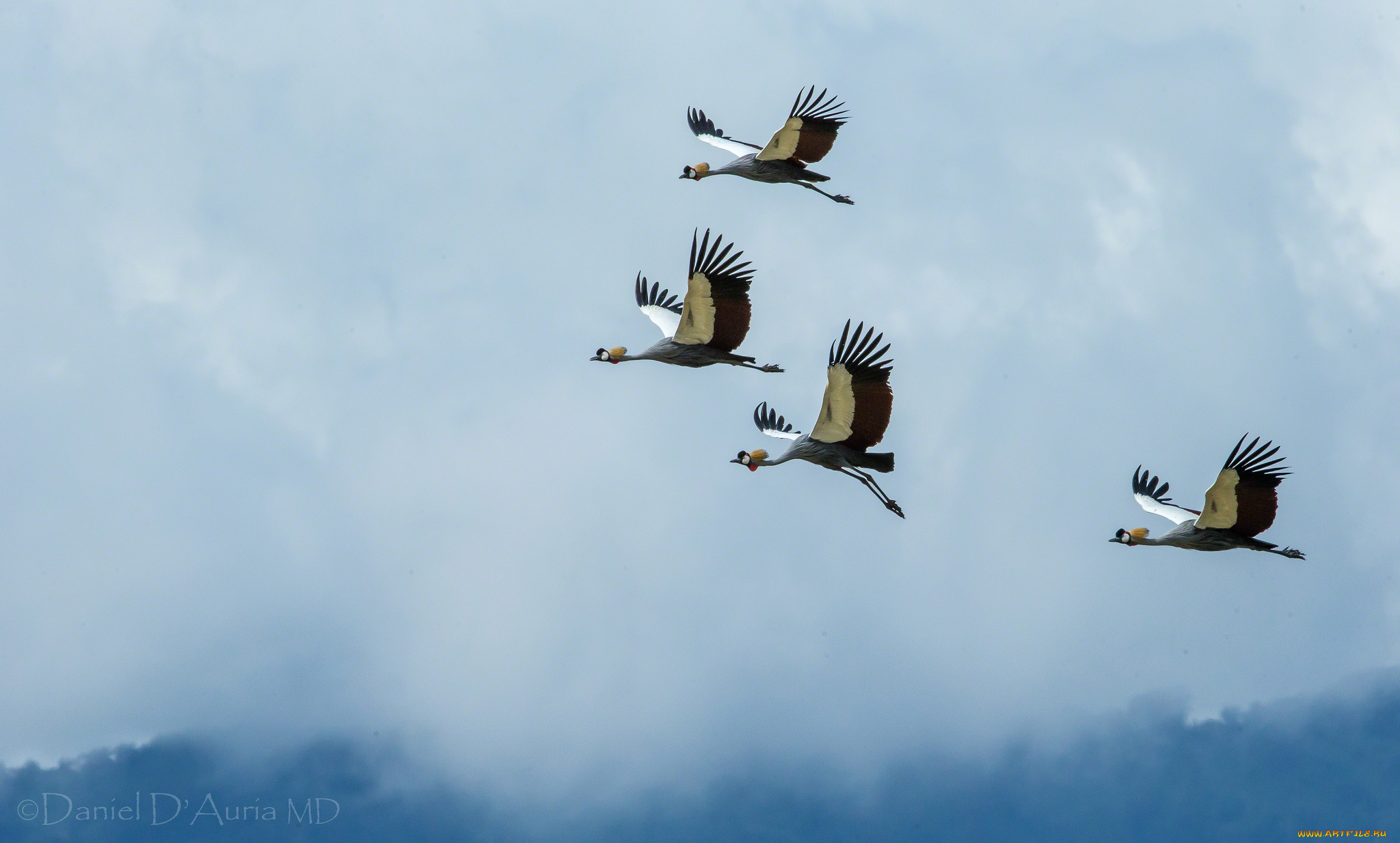 животные, журавли, полет, крылья, венценосные