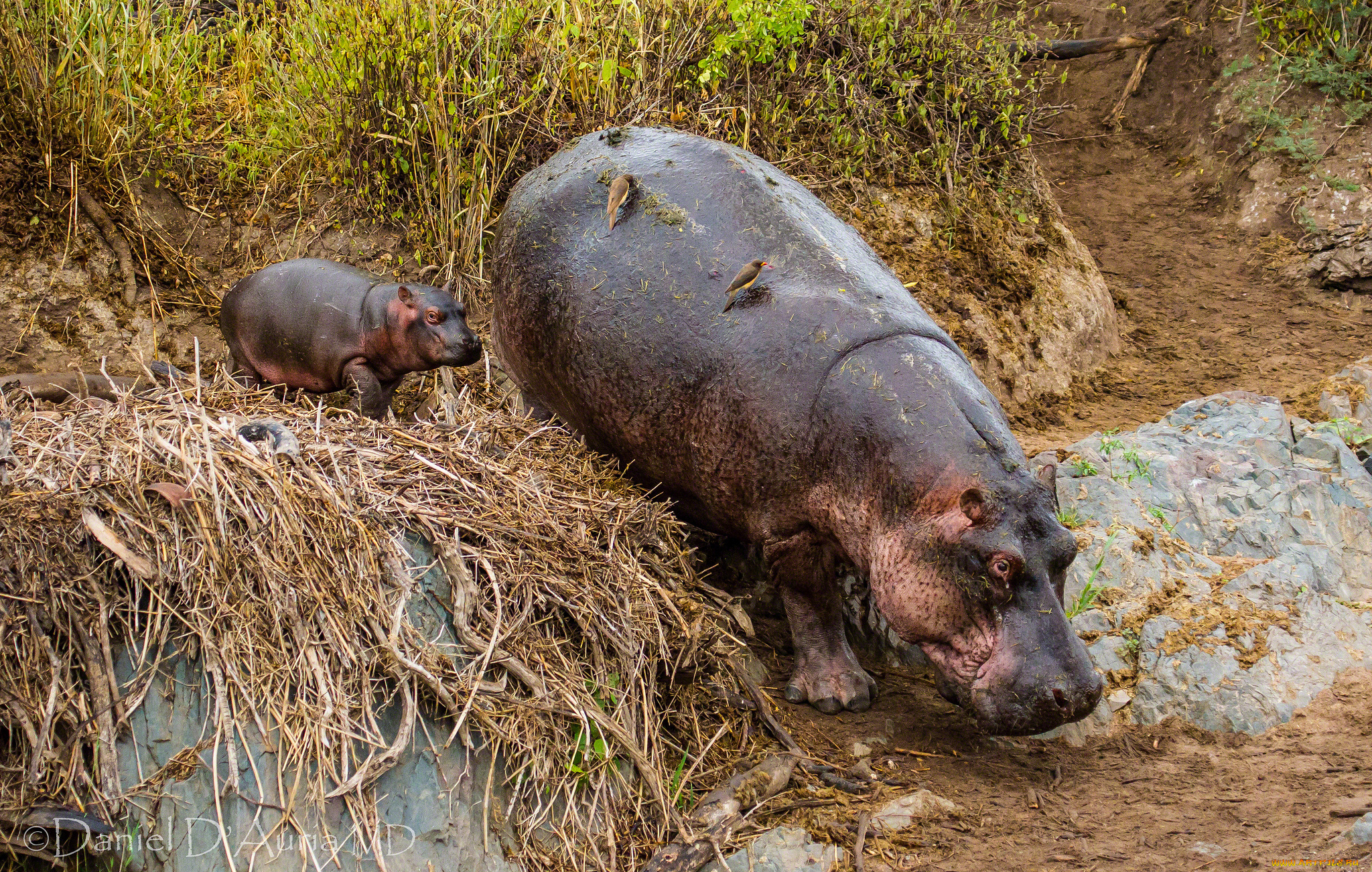 животные, бегемоты, мама, малыш, толстяки