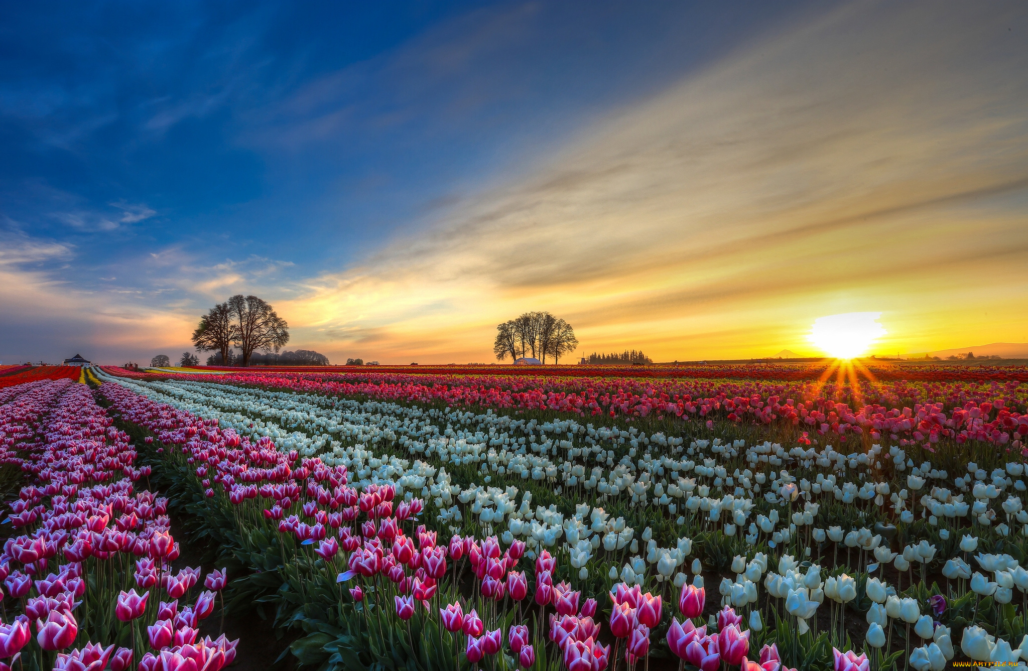 цветы, тюльпаны, поле, плантация, закат