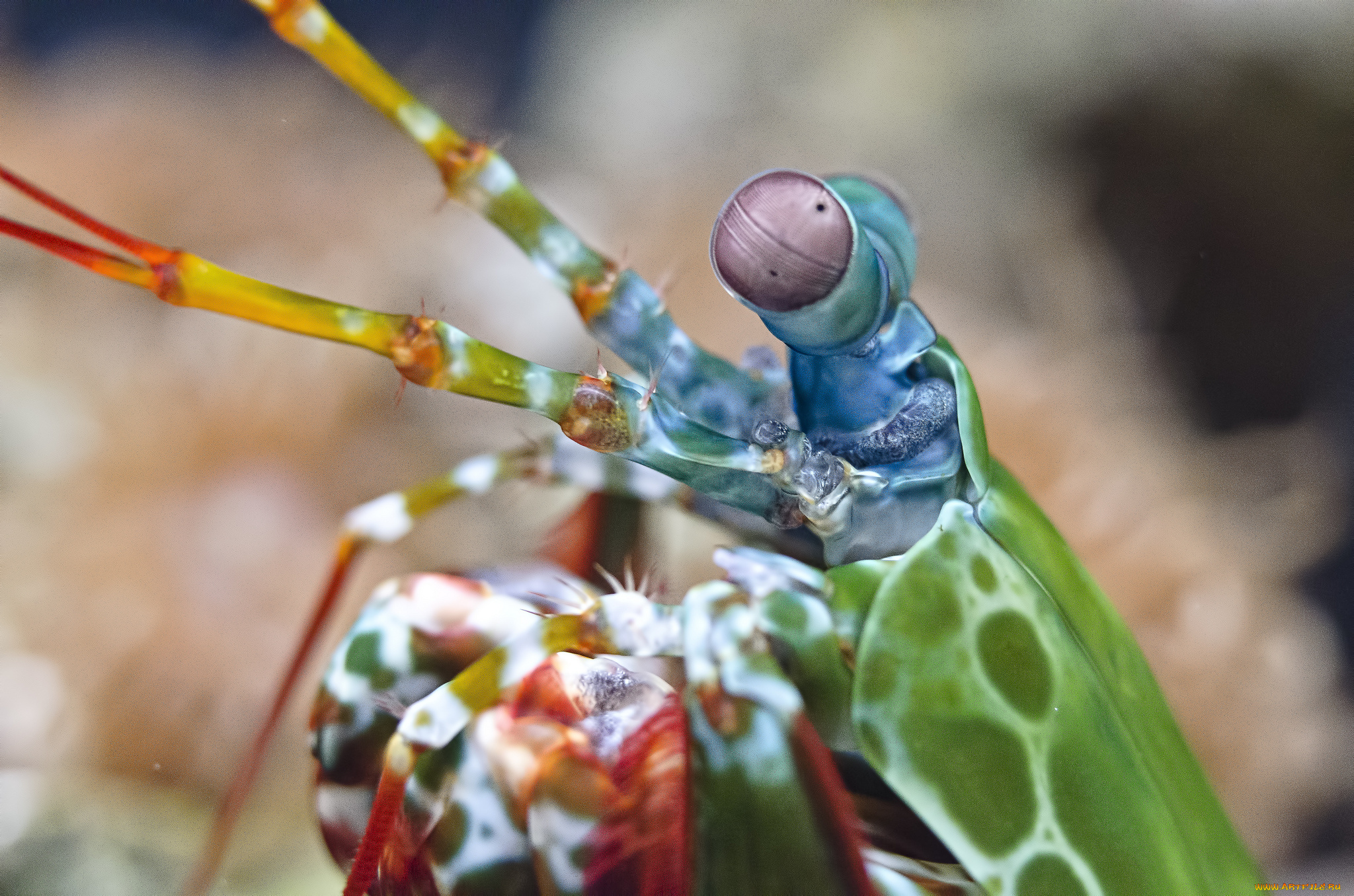 животные, крабы, раки, морской, рак-богомол