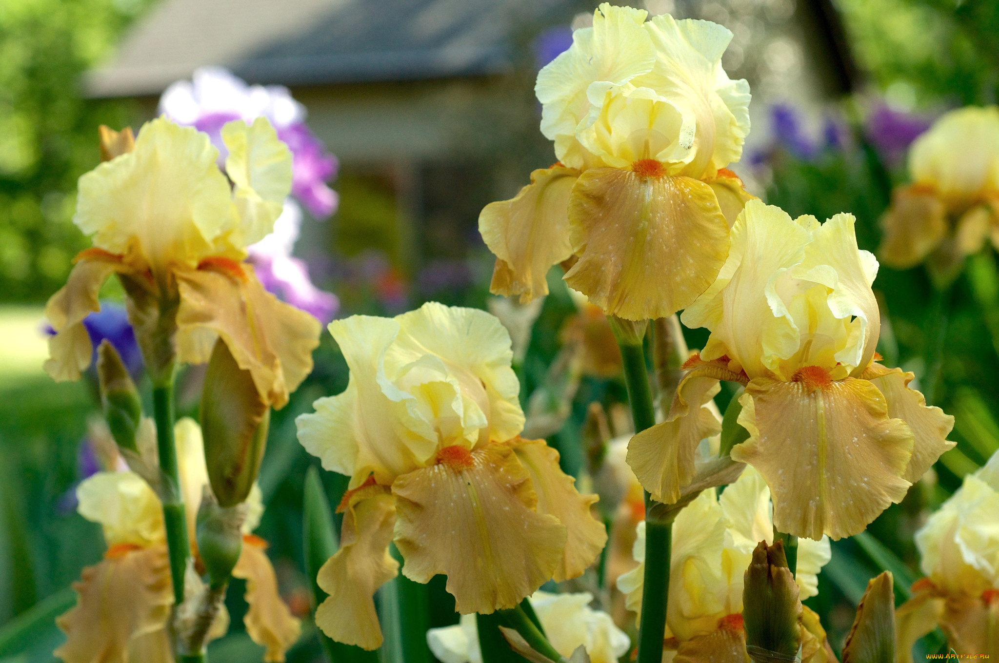 цветы, ирисы, желтые