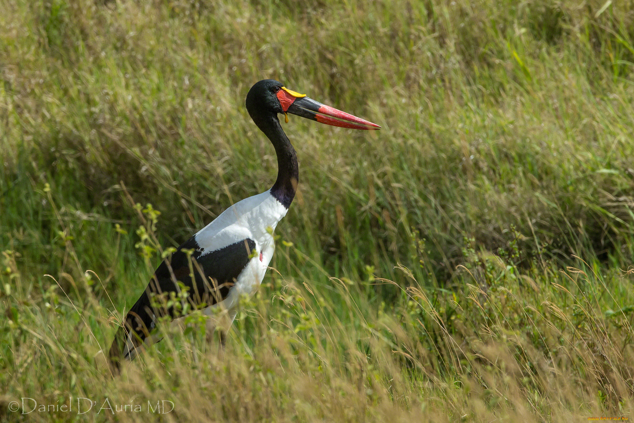 животные, аисты, трава, клюв