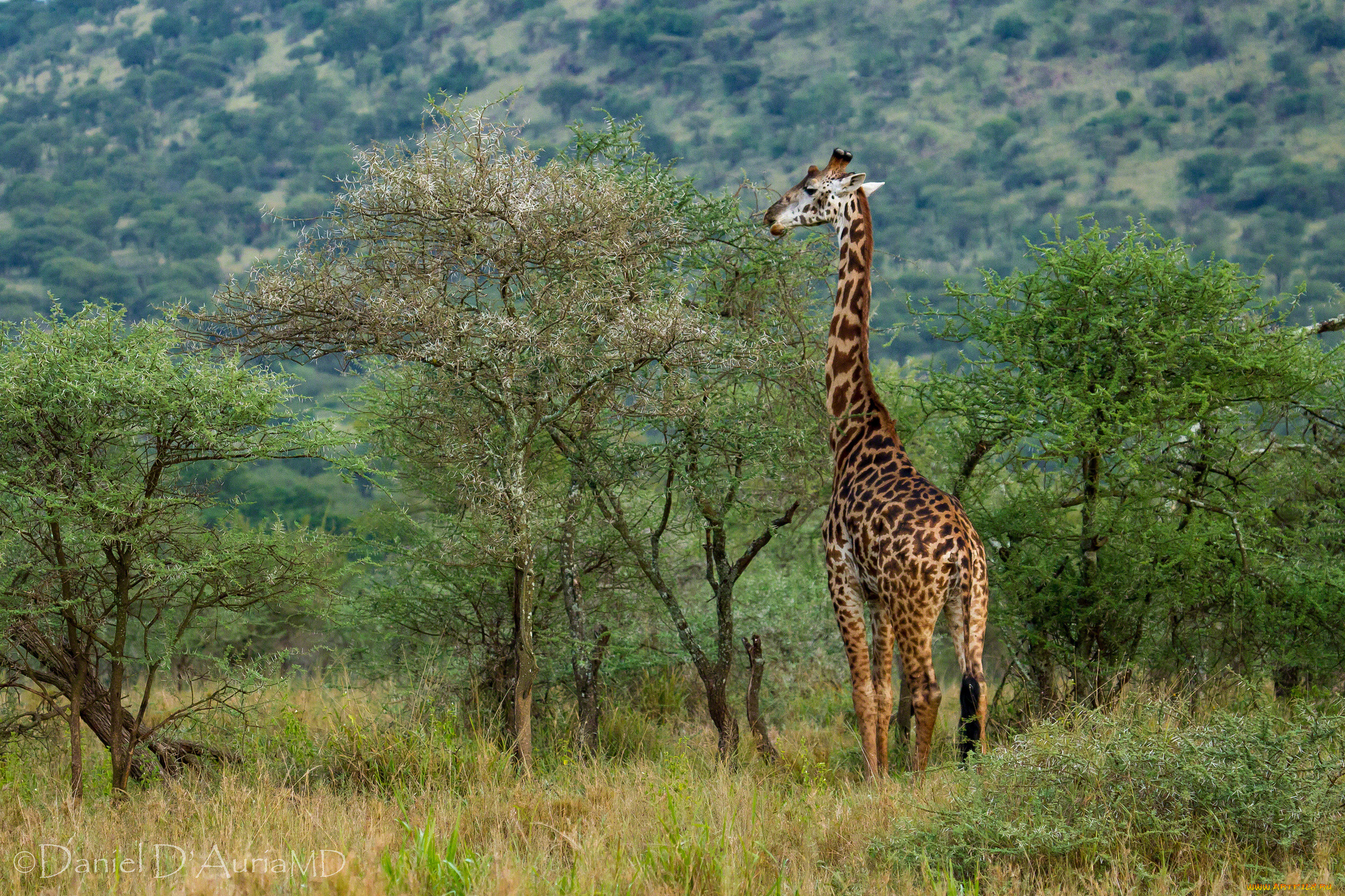 животные, жирафы, шея, деревья