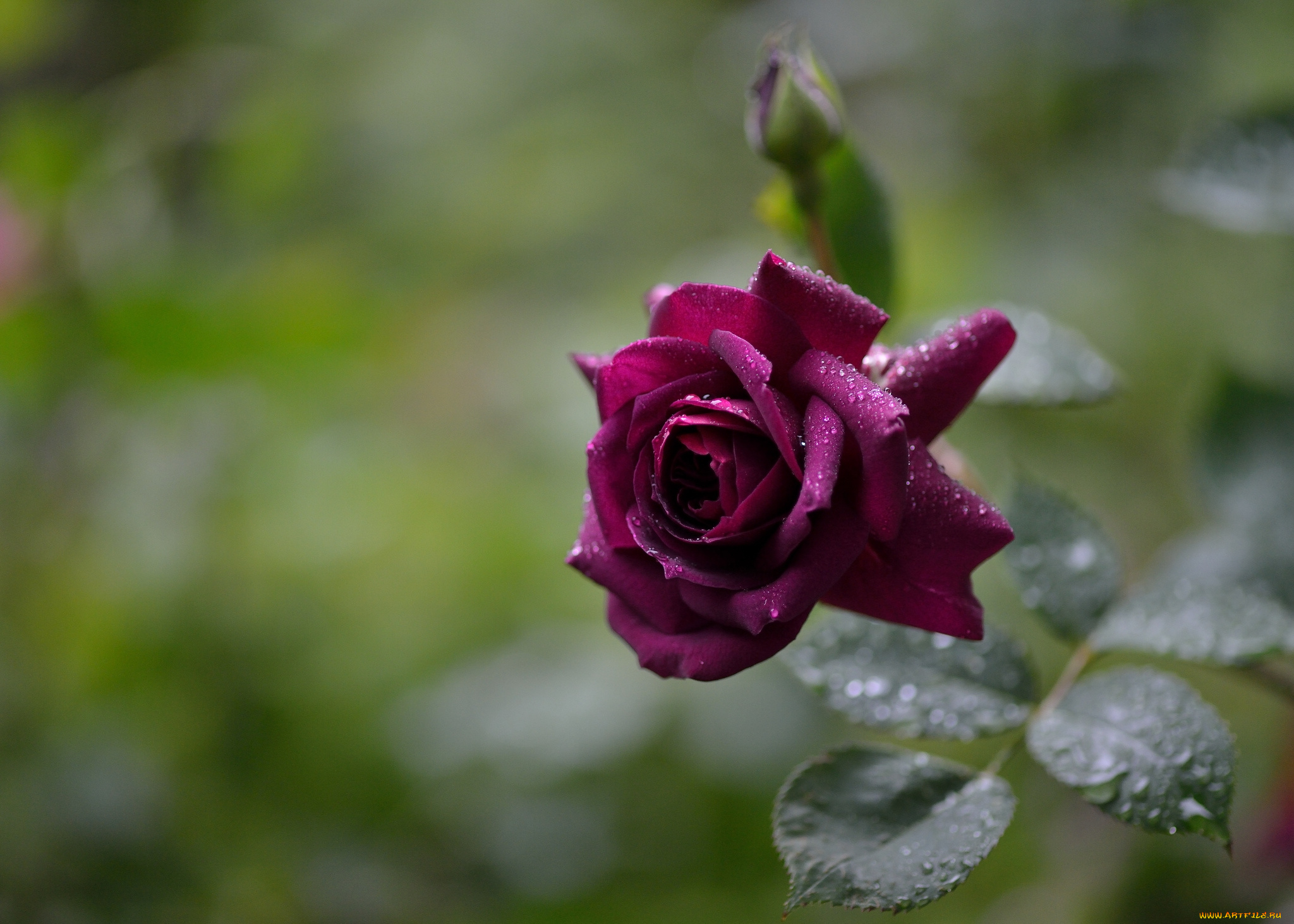 цветы, розы, бутон, капли