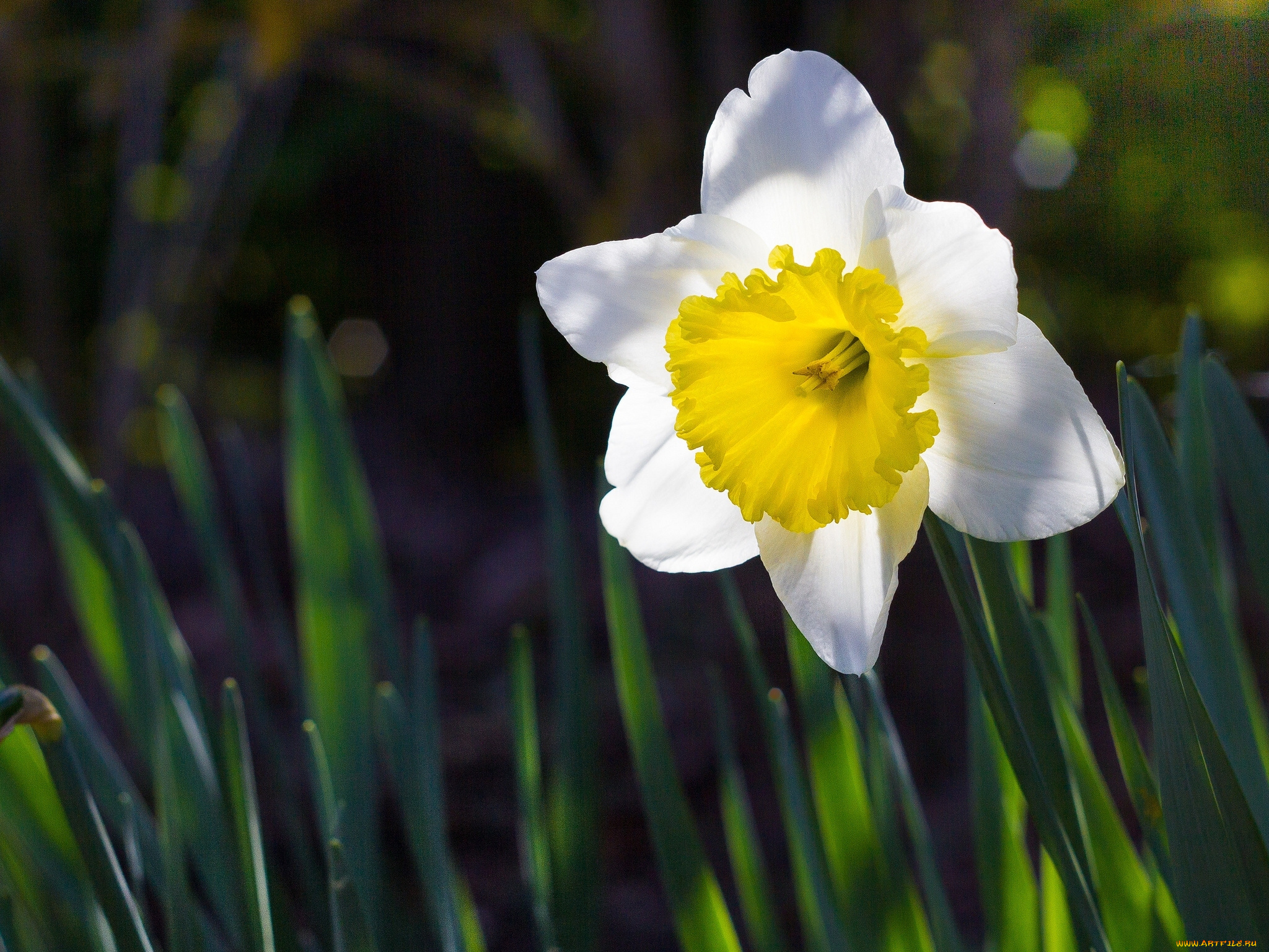цветы, нарциссы, листья