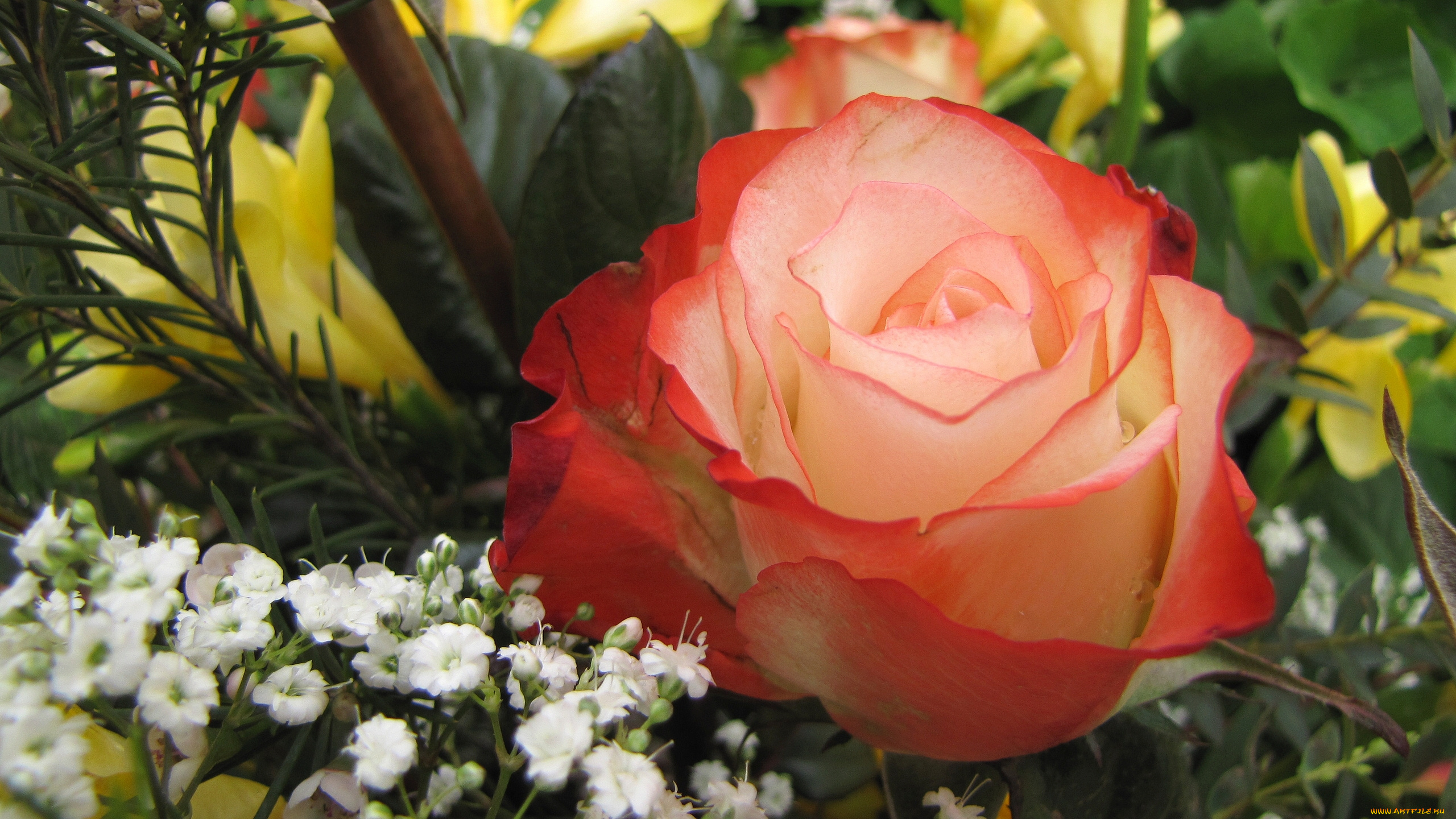 цветы, разные, вместе, роза