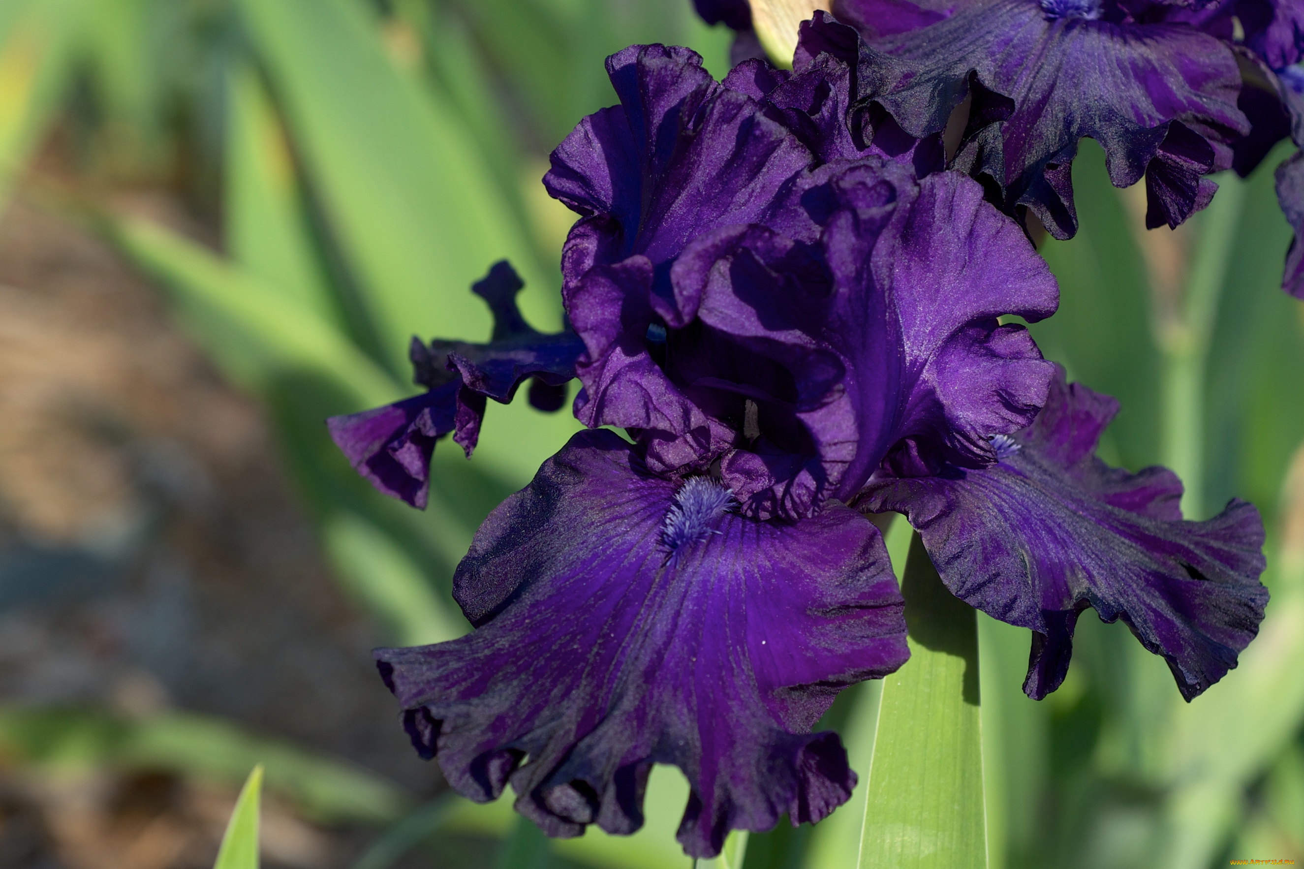 цветы, ирисы, фиолетовый