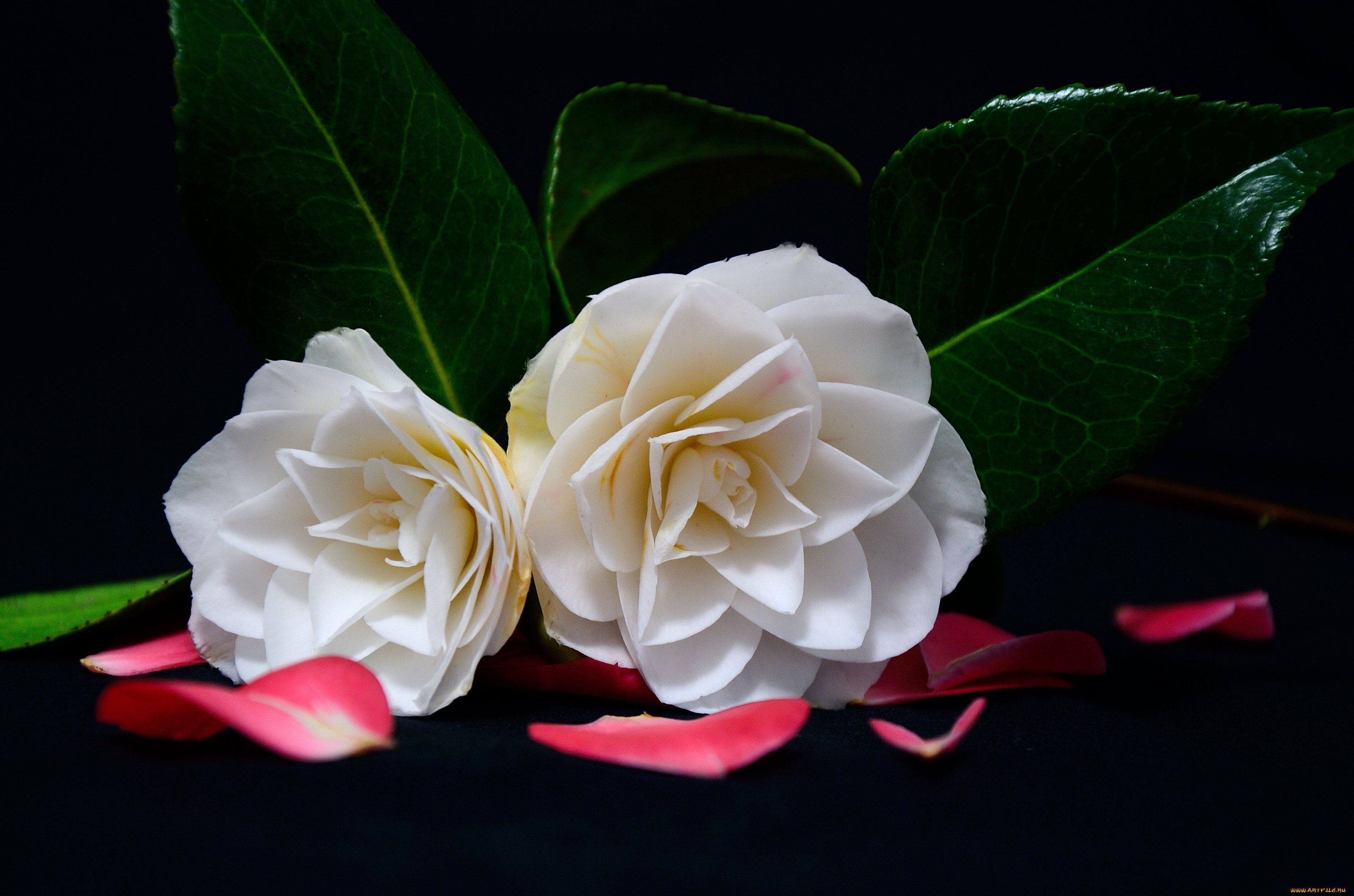 цветы, камелии, лепестки