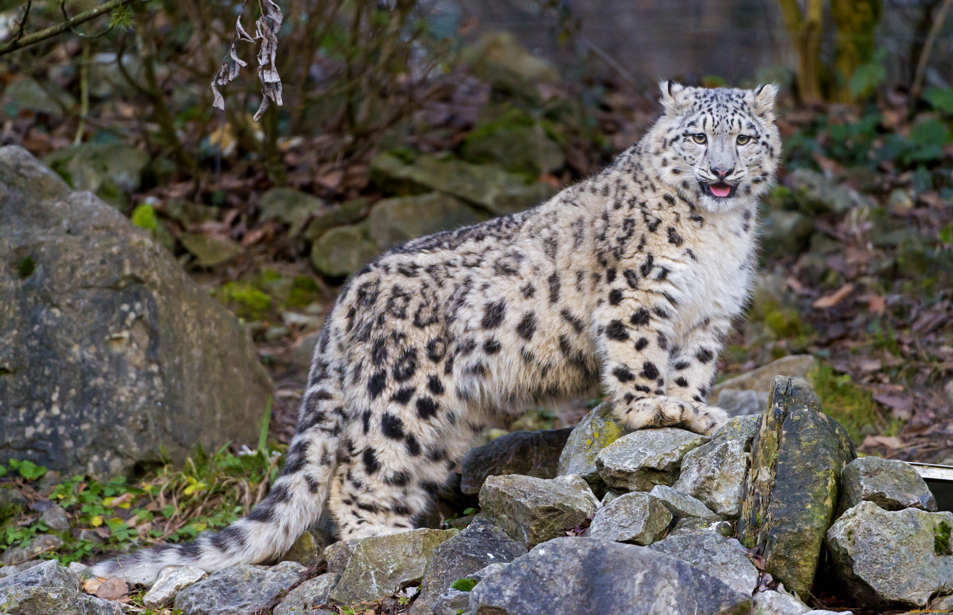 животные, снежный, барс, ирбис, подросток