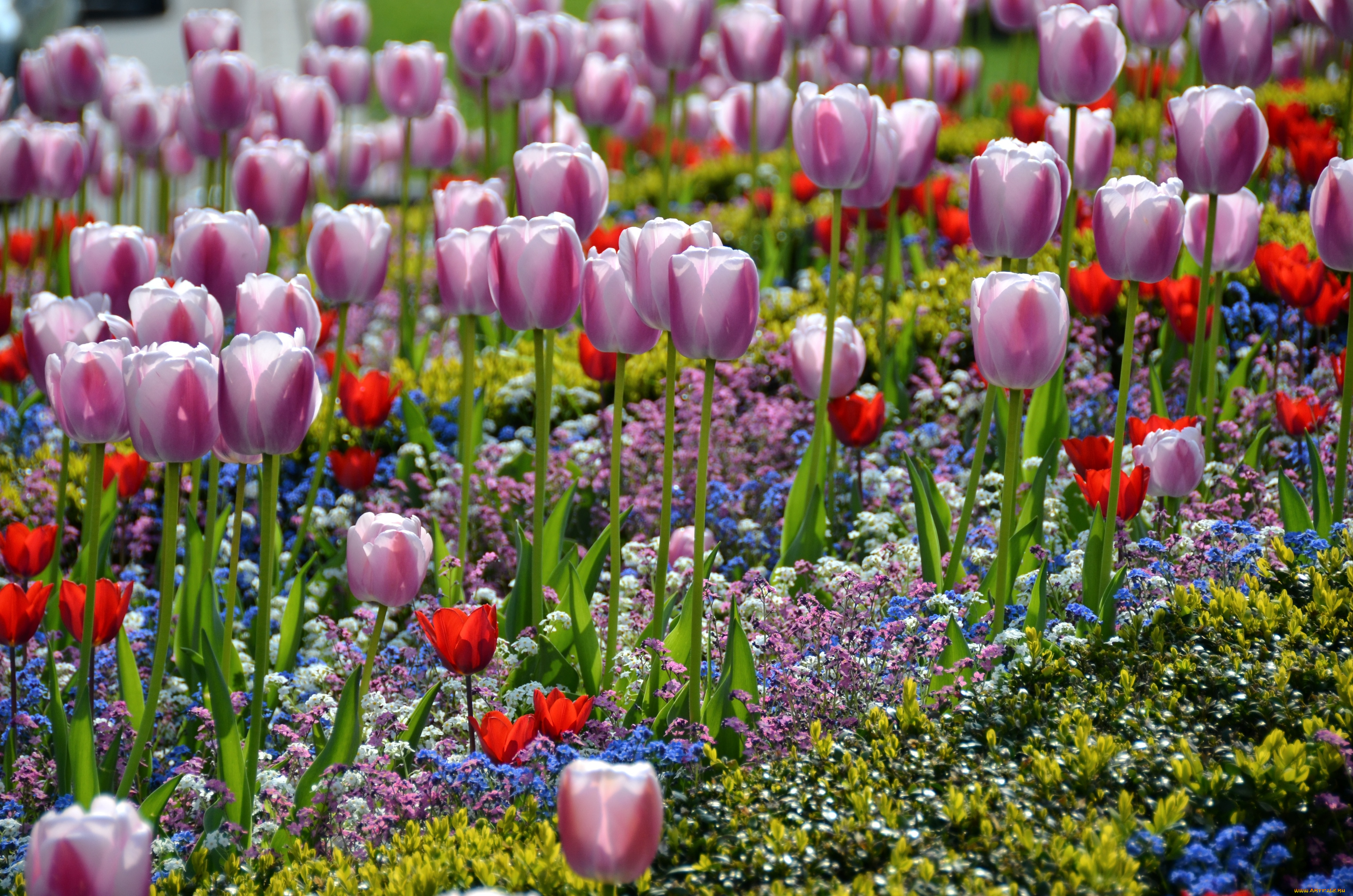 цветы, разные, вместе, тюльпаны, незабудки