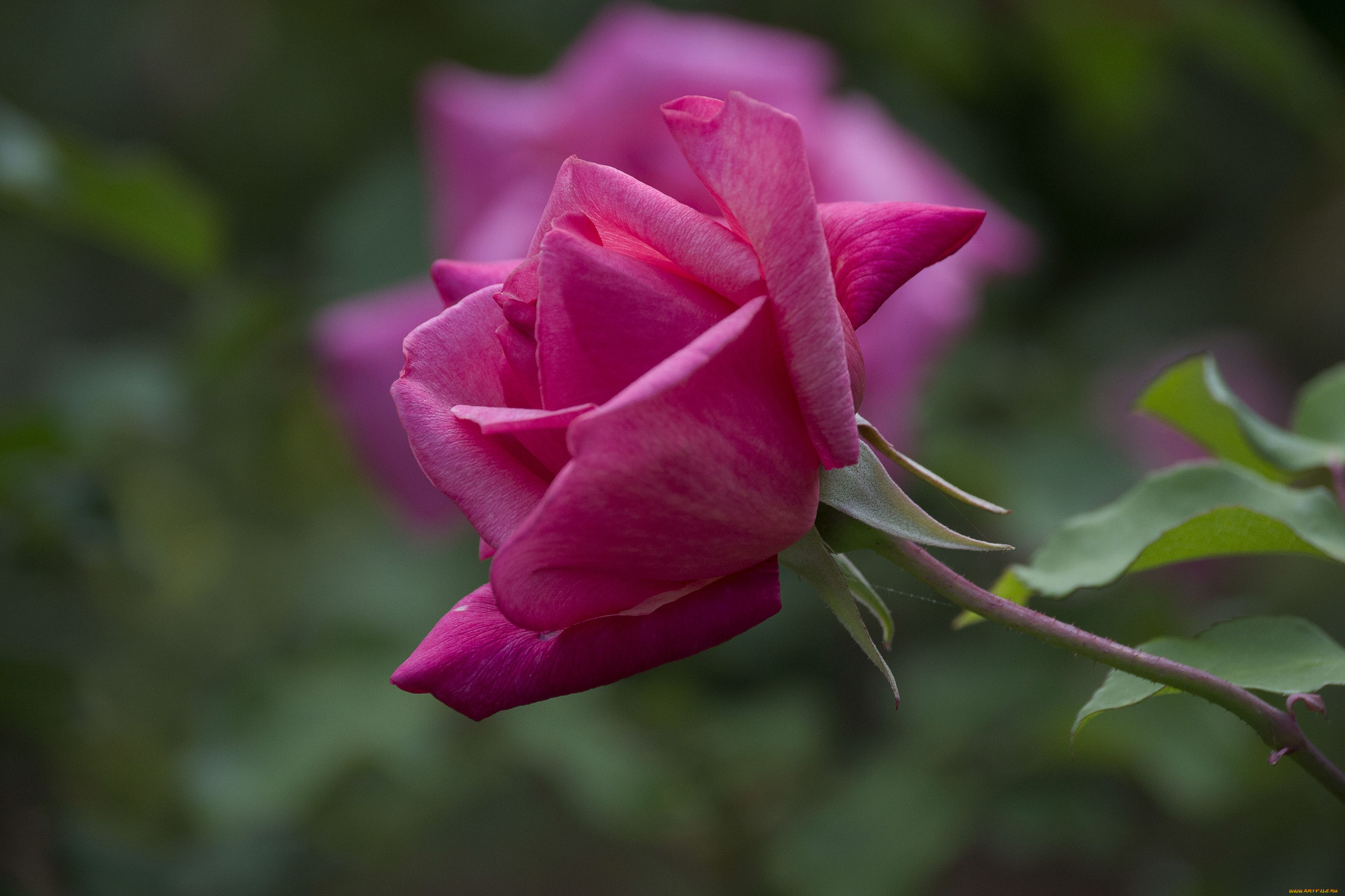 цветы, розы, бутон, макро