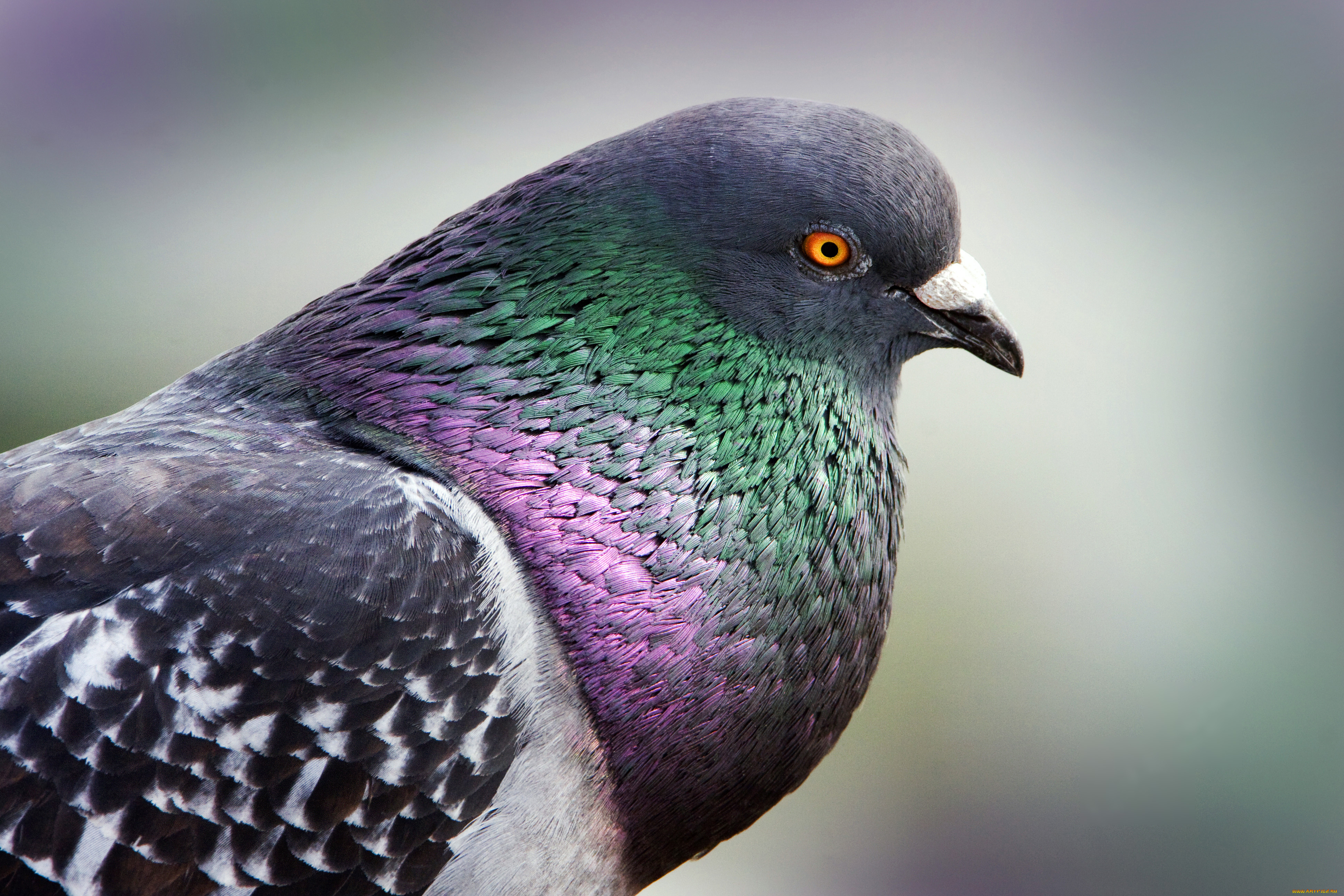 животные, голуби, клюв