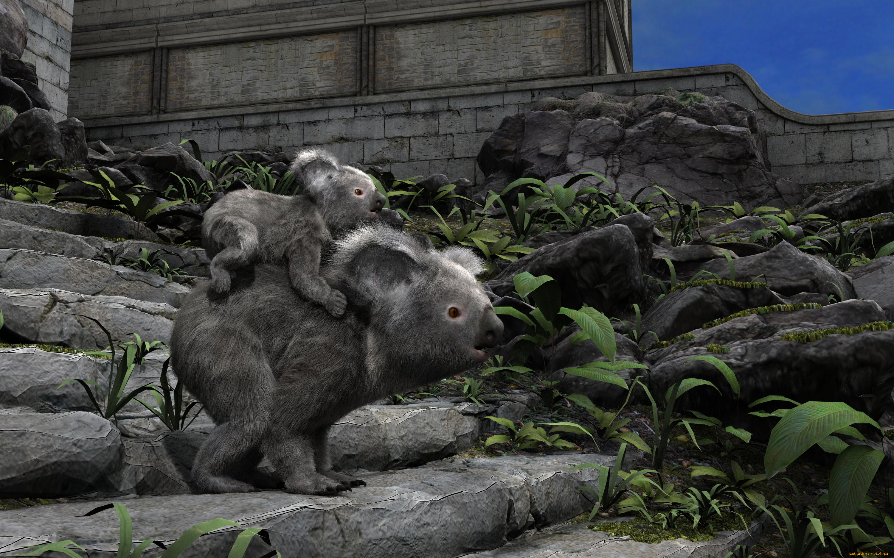 3д, графика, животные, , animals, коалы