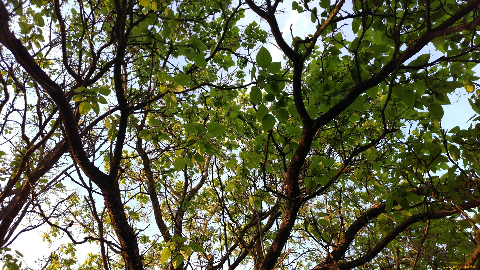 природа, деревья, парк