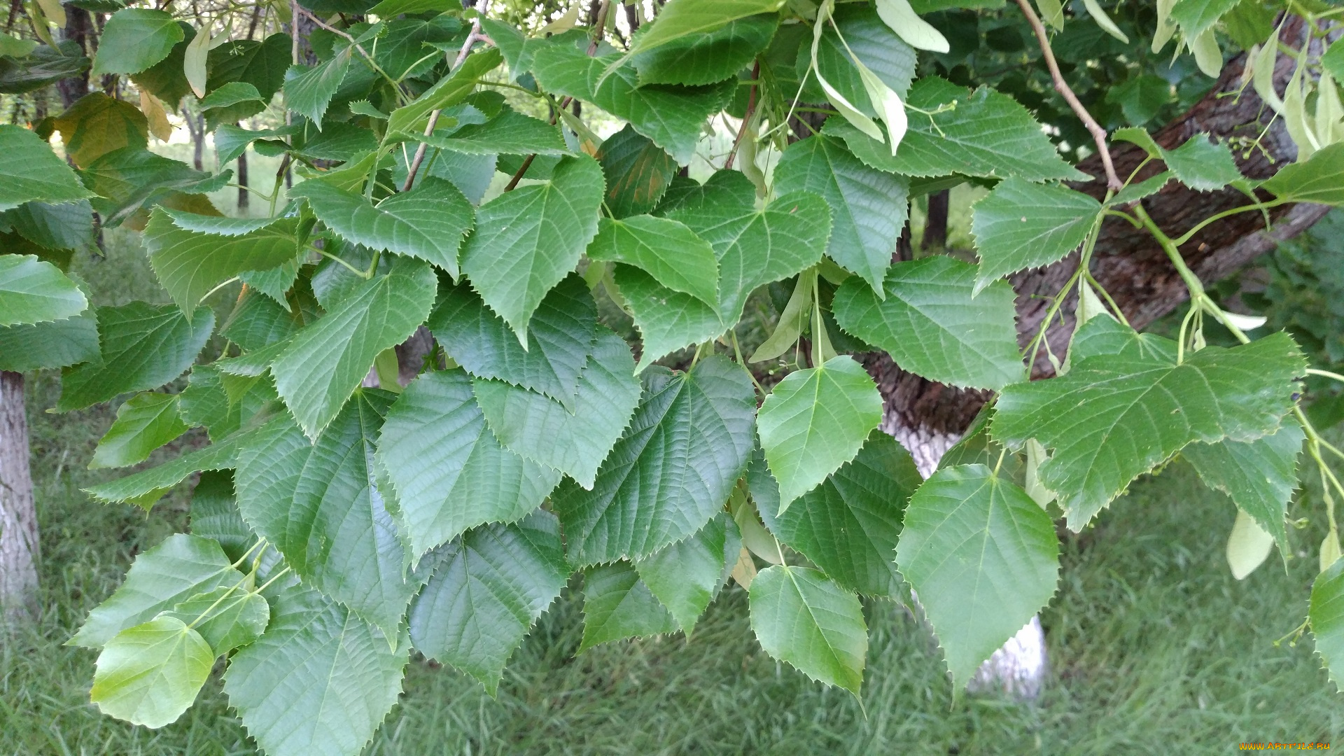 природа, листья