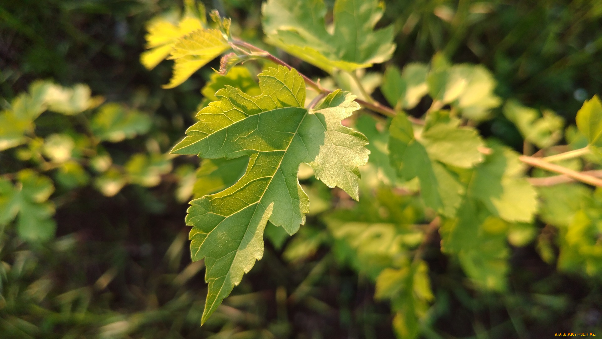 природа, листья