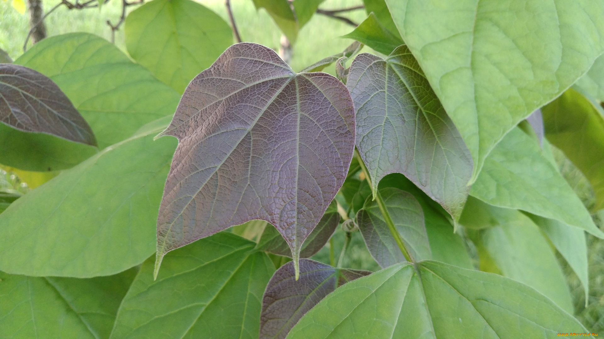 природа, листья