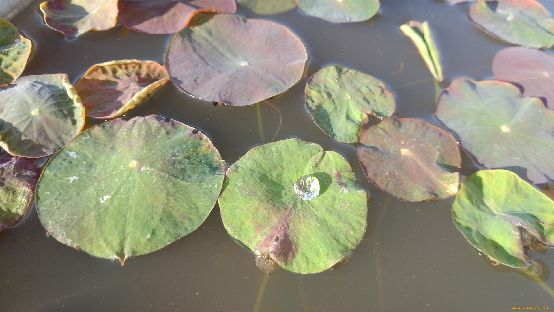 природа, листья, лотосы