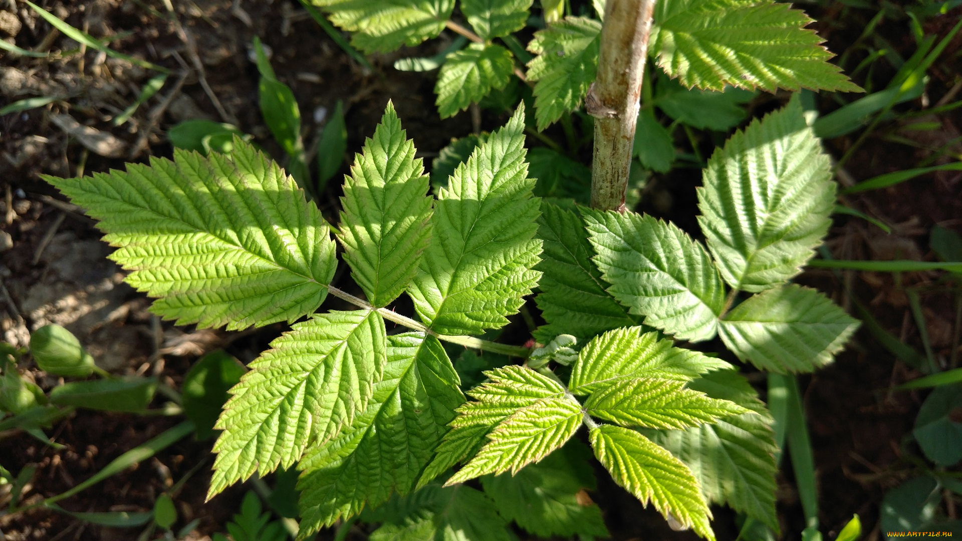 природа, листья, малина