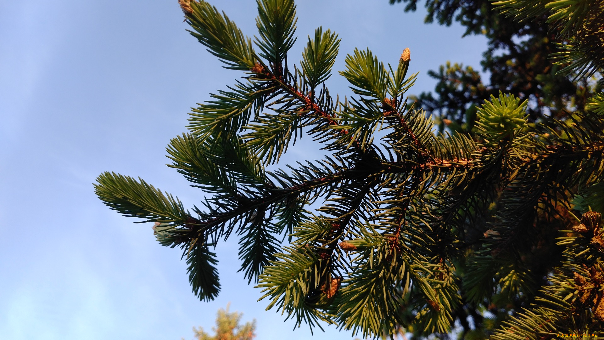 природа, макро, хвоя