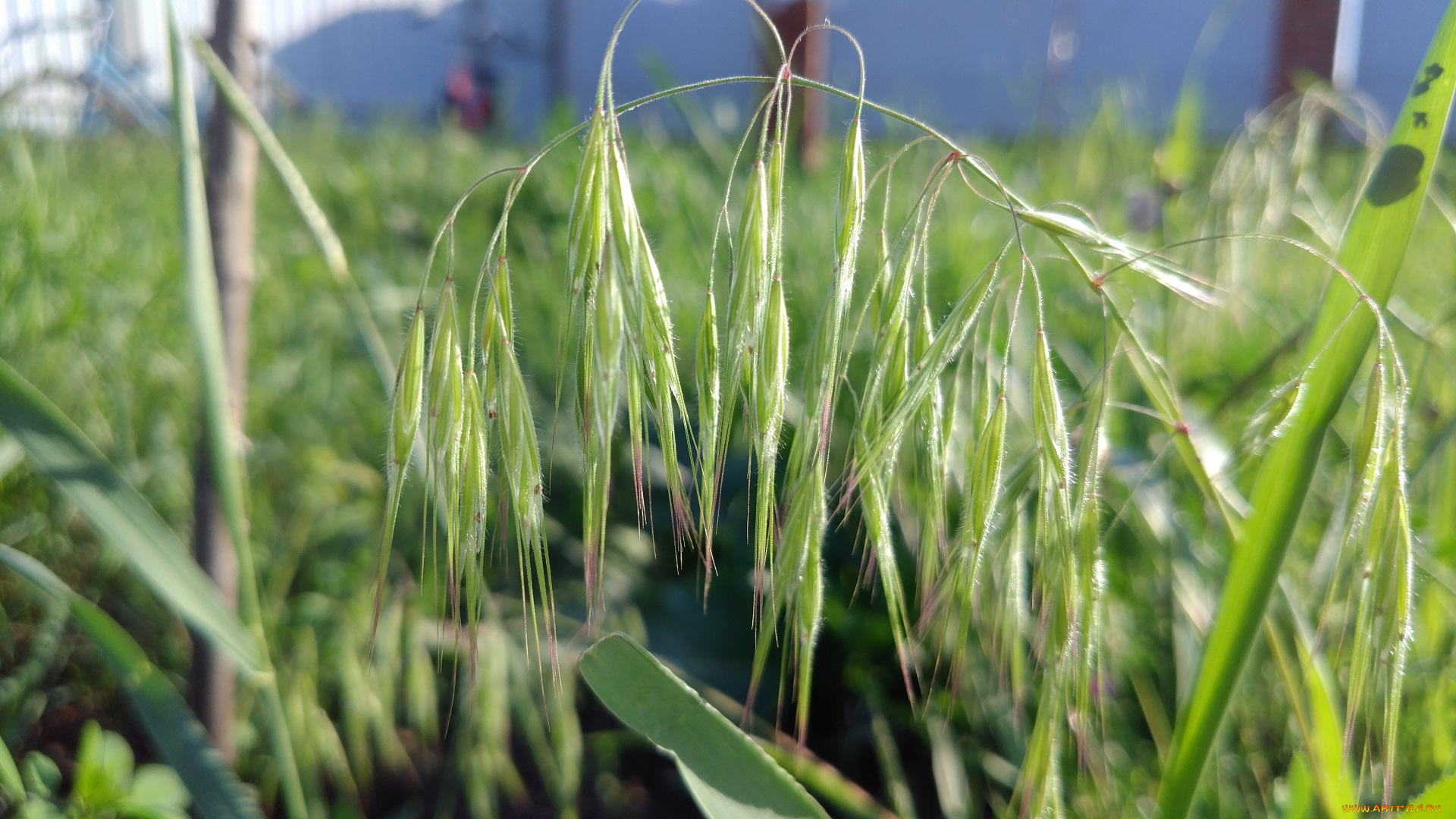 природа, макро, трава