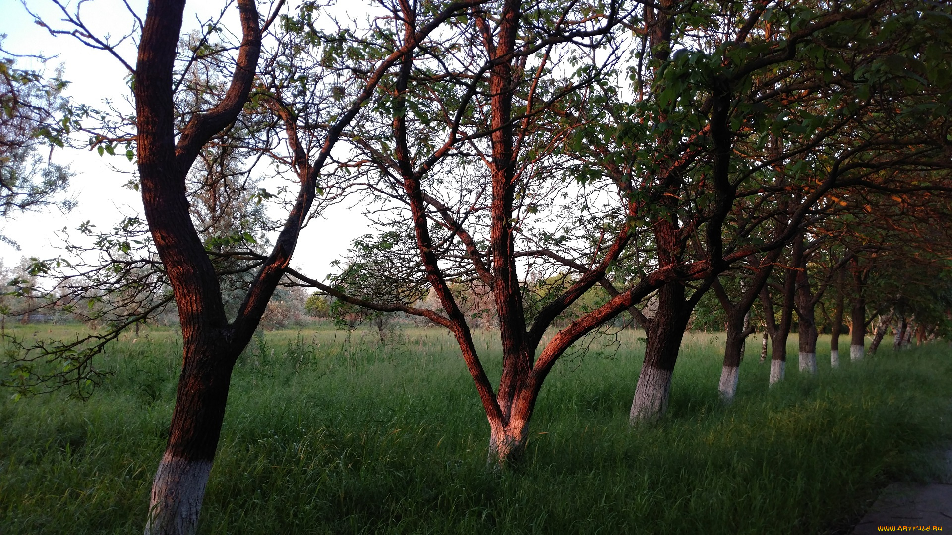 природа, парк