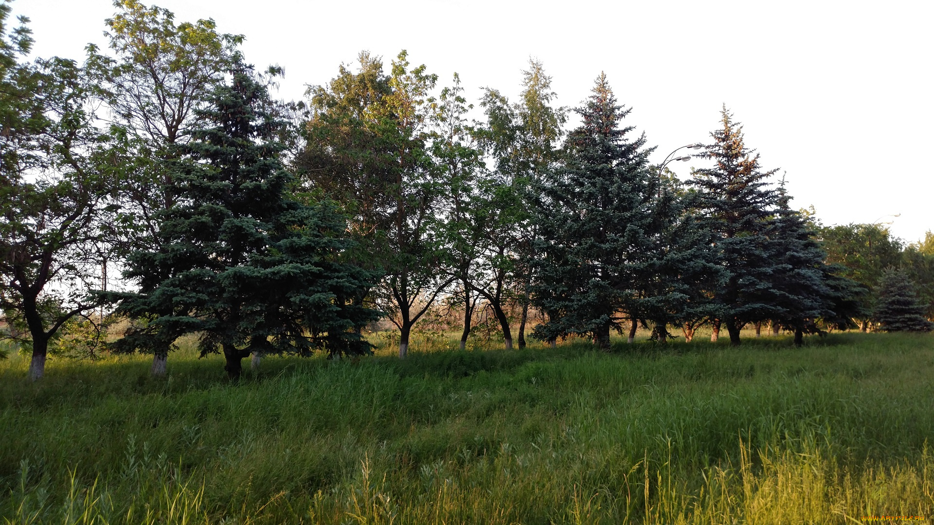 природа, парк