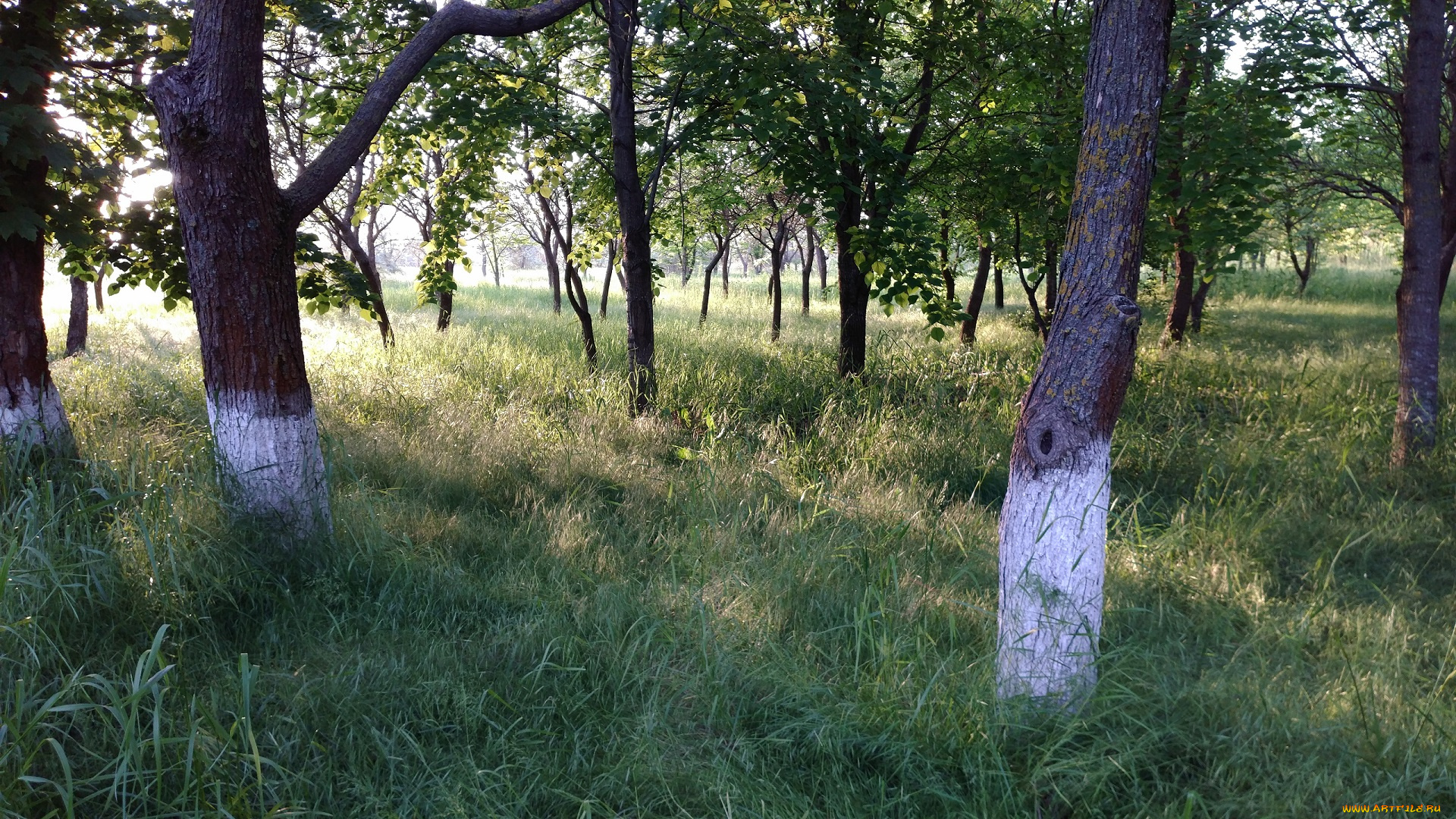 природа, парк