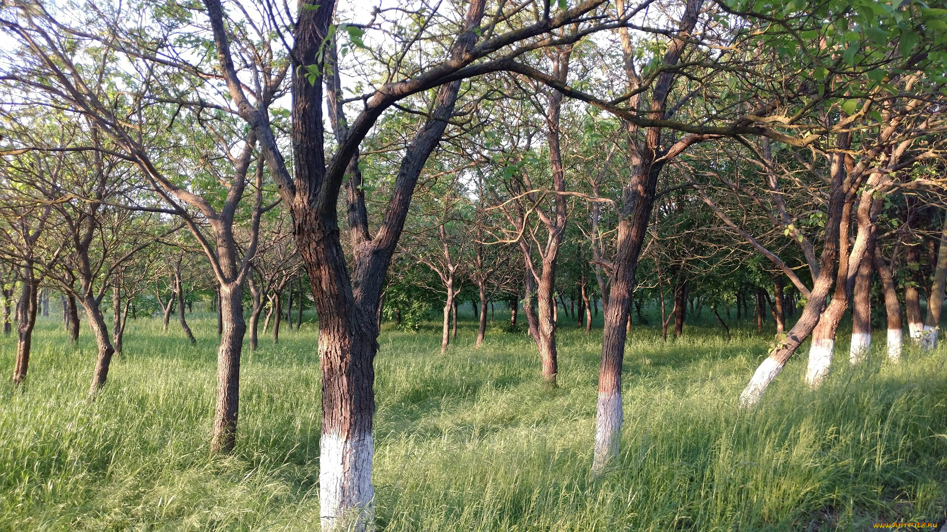 природа, парк