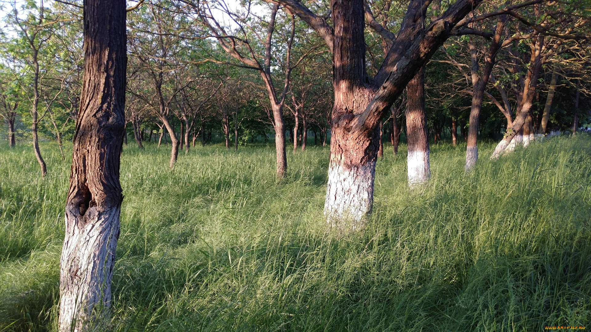 природа, парк