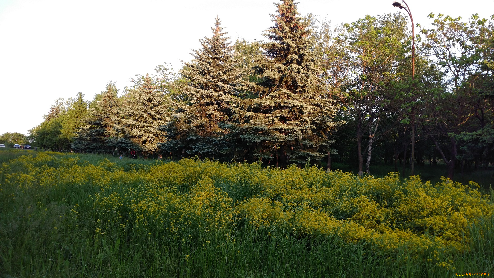 природа, парк