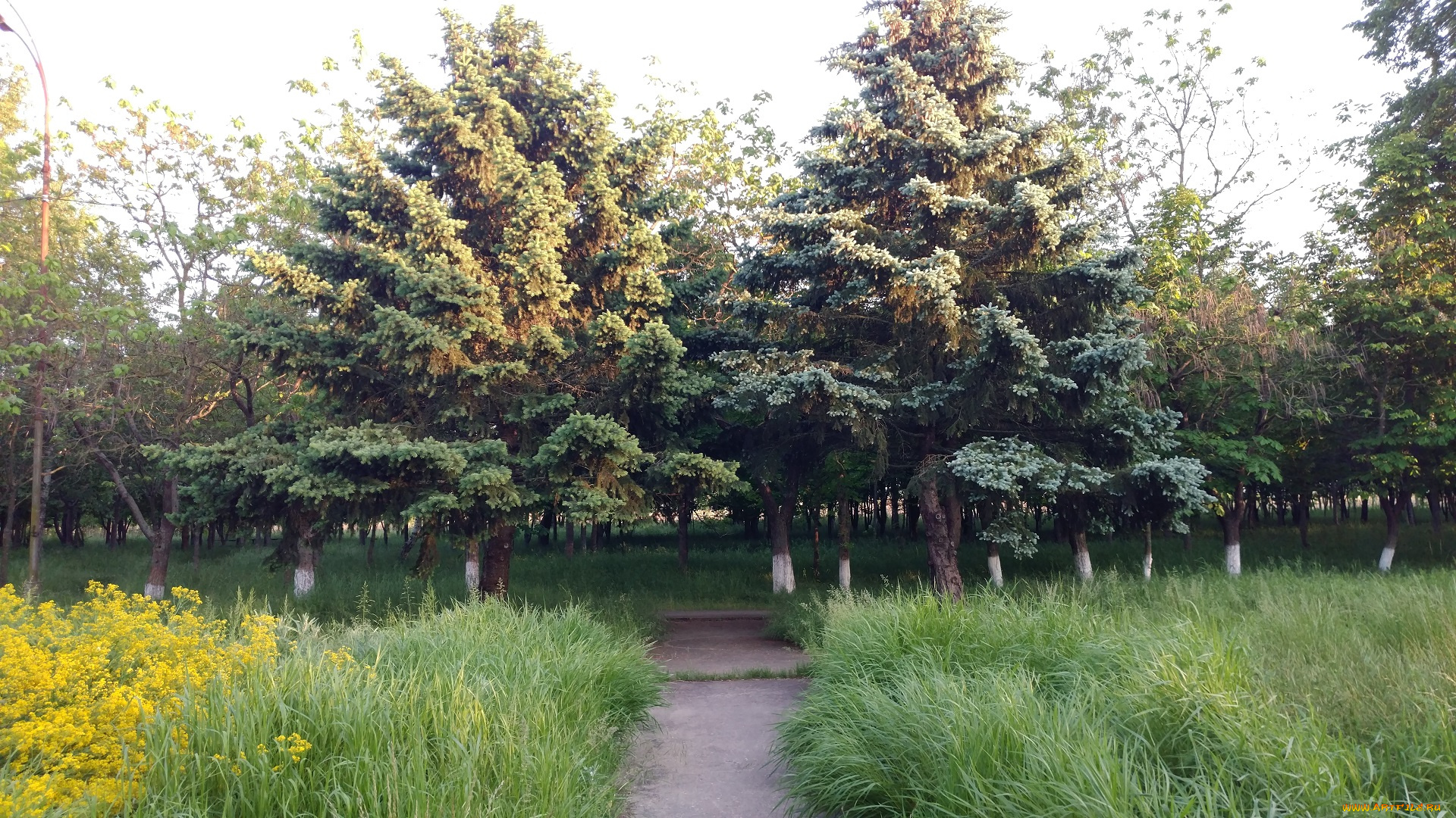 природа, парк