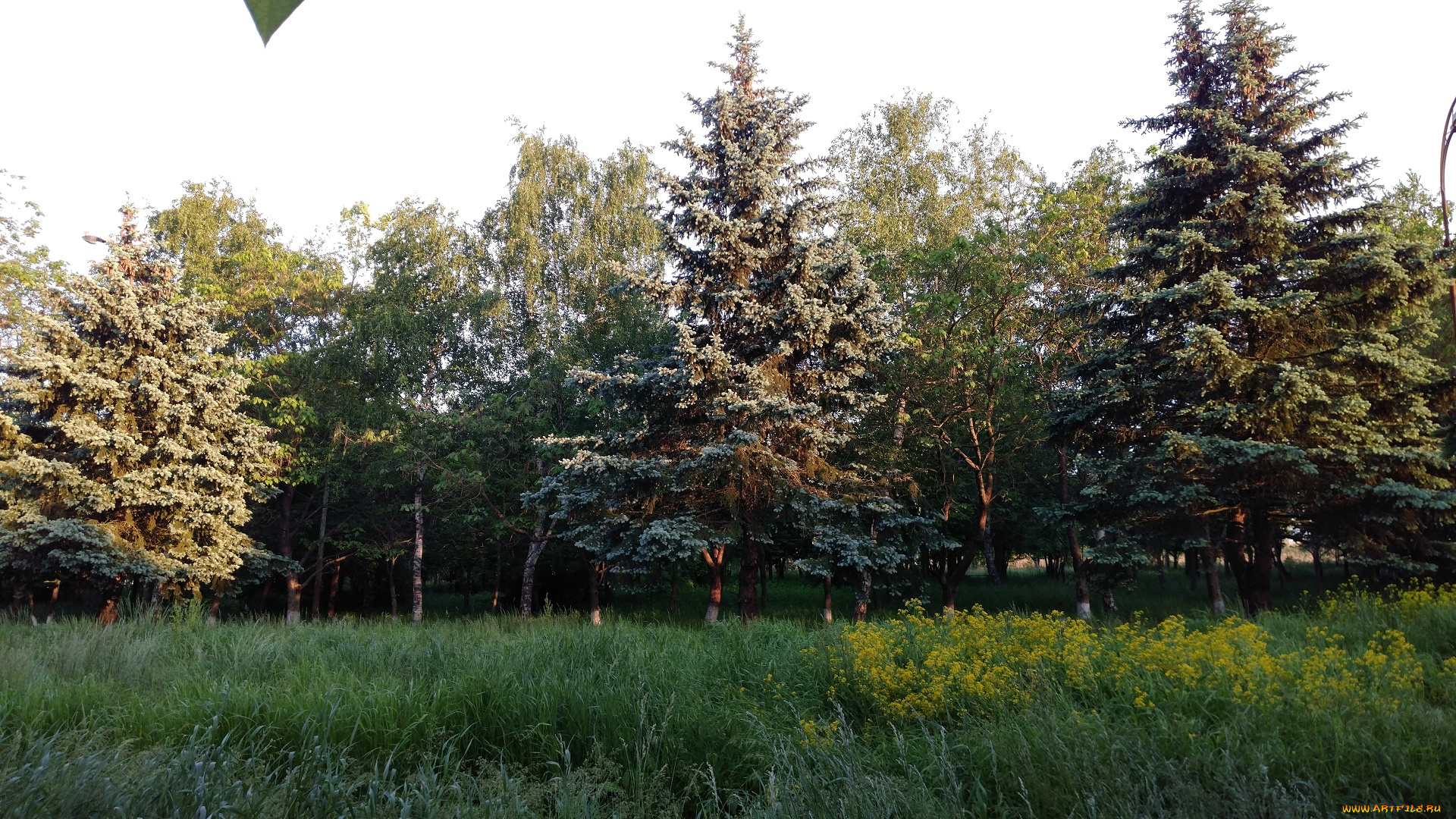 природа, парк