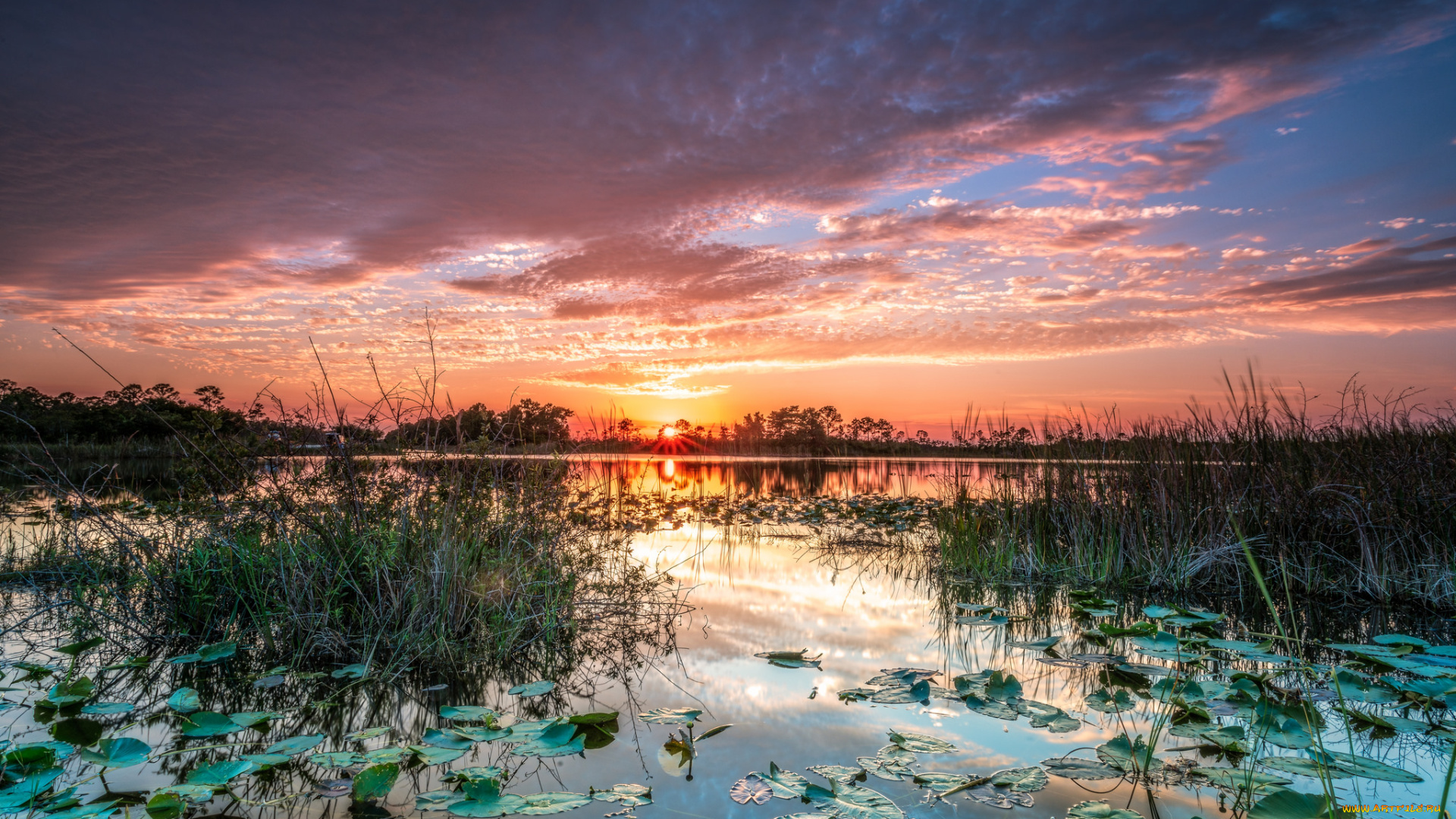 природа, реки, озера, лес, река