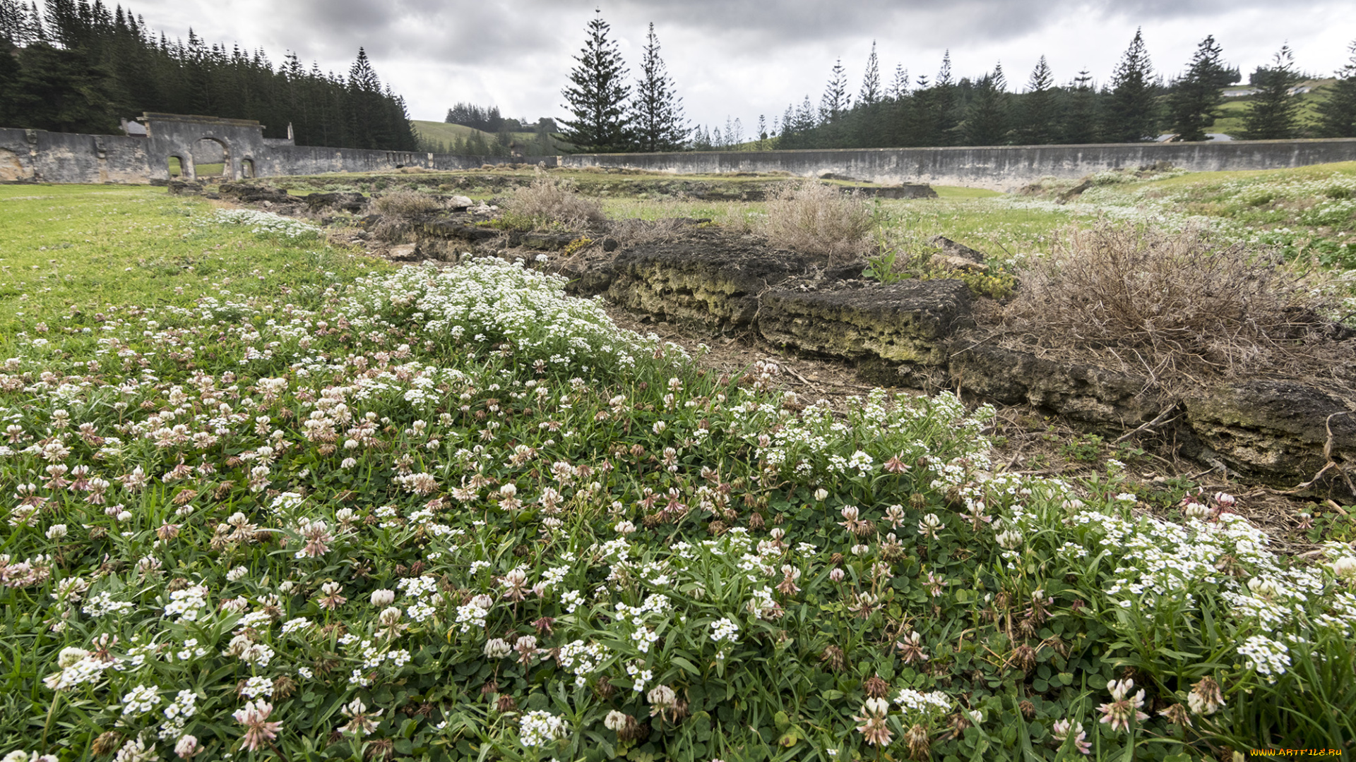 природа, реки, озера, лес, река