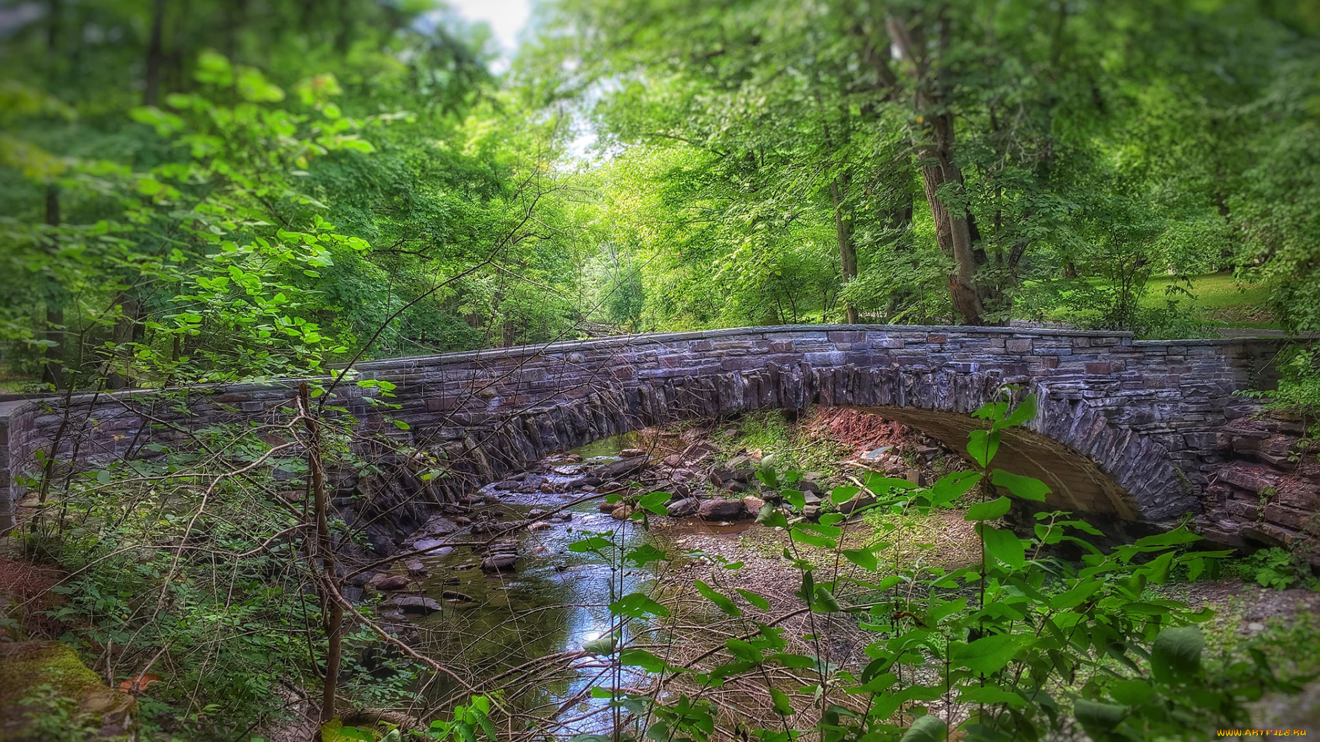 природа, реки, озера, река, лес