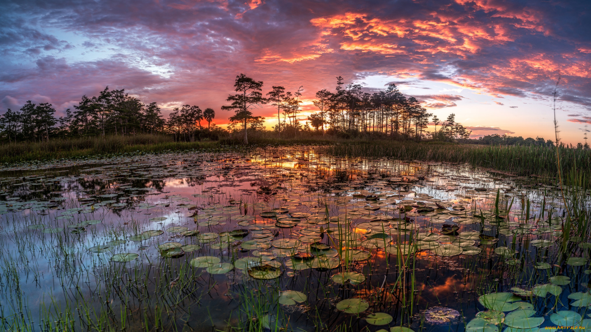 природа, реки, озера, река, лес